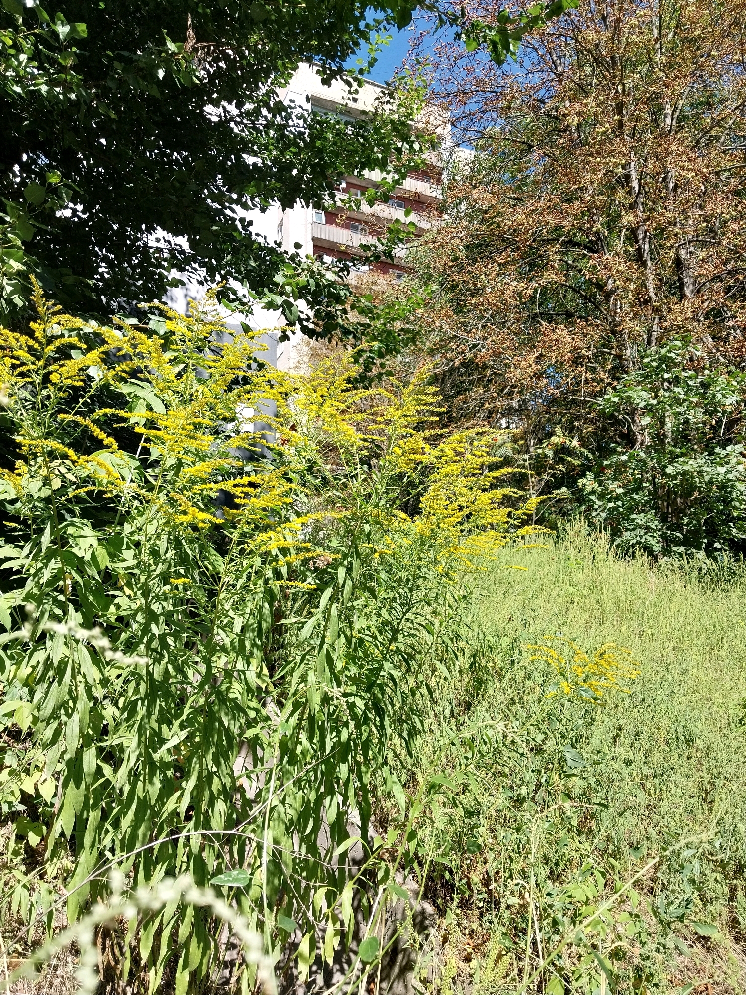 The image captures a sunlit outdoor scene with a focus on vegetation and a building in the background. In the foreground, tall stalks of goldenrod with bright yellow flowers are abundant, interspersed with lush green foliage. The ground is covered in dense, green grass and other plants.
Behind the foreground vegetation, a multi-story building with a light-colored facade and visible windows and balconies can be seen. The building appears to be an apartment complex or similar structure. To the right of the building, a tree with browning leaves suggests the season is autumn.
The overall impression is one of a natural, overgrown area adjacent to an urban environment. The lighting indicates it is daytime, with sunlight casting shadows.
This scene is located in Dnipro, Ukraine.