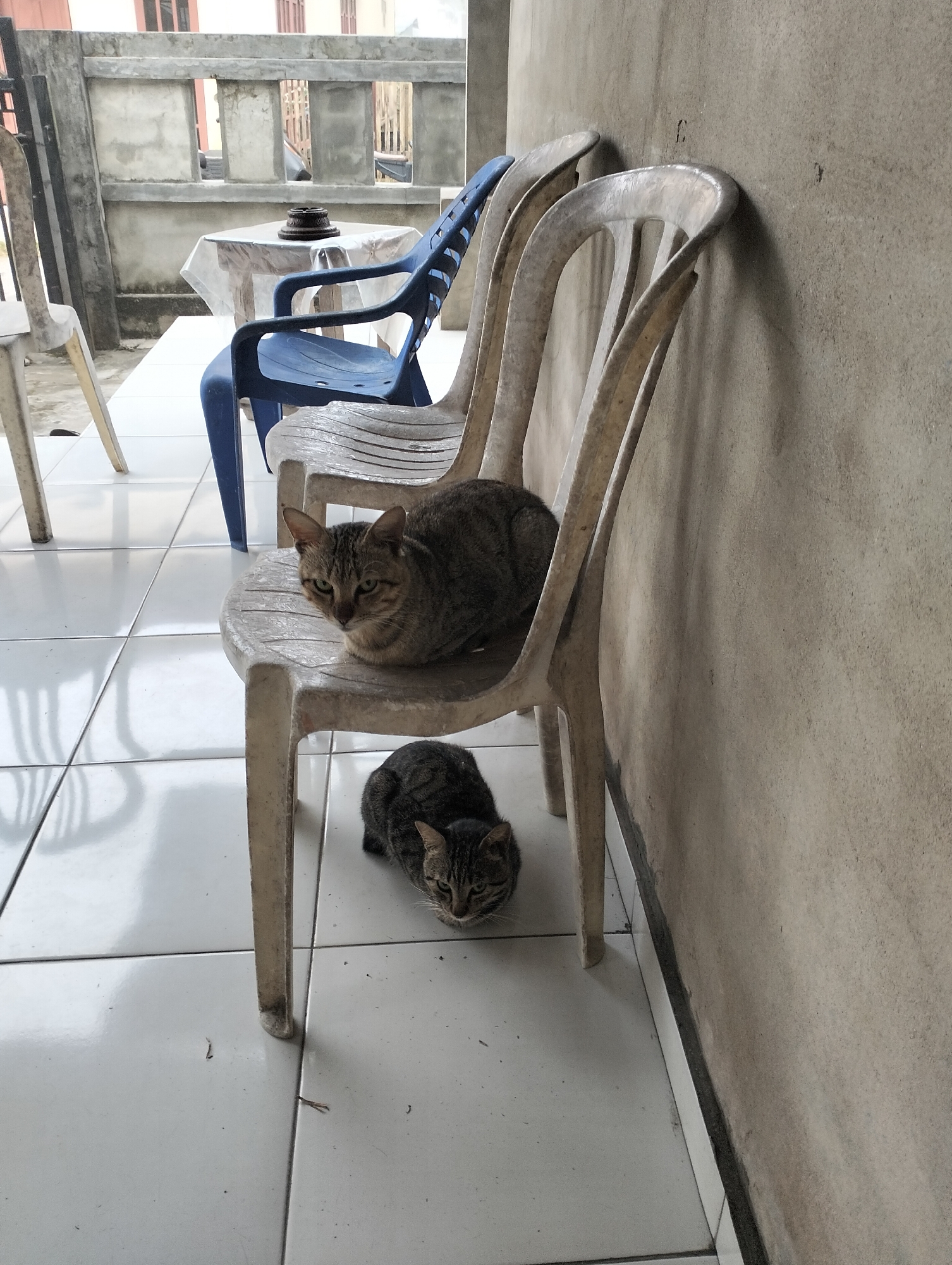 In Tanjung Laut, Indonesia, two tabby cats rest on plastic chairs outside a building. One cat is perched on the seat of a light-colored chair, facing the viewer with alert green eyes. Another cat is curled up on the floor directly in front of the chair, its head turned to the side. The chairs are positioned on a tiled floor next to a concrete wall. Behind the chairs, a blue plastic chair is visible, and further back, a table covered with a white tablecloth. The environment appears to be a covered outdoor space, possibly a patio or walkway, with a glimpse of building structures and a railing in the background.
