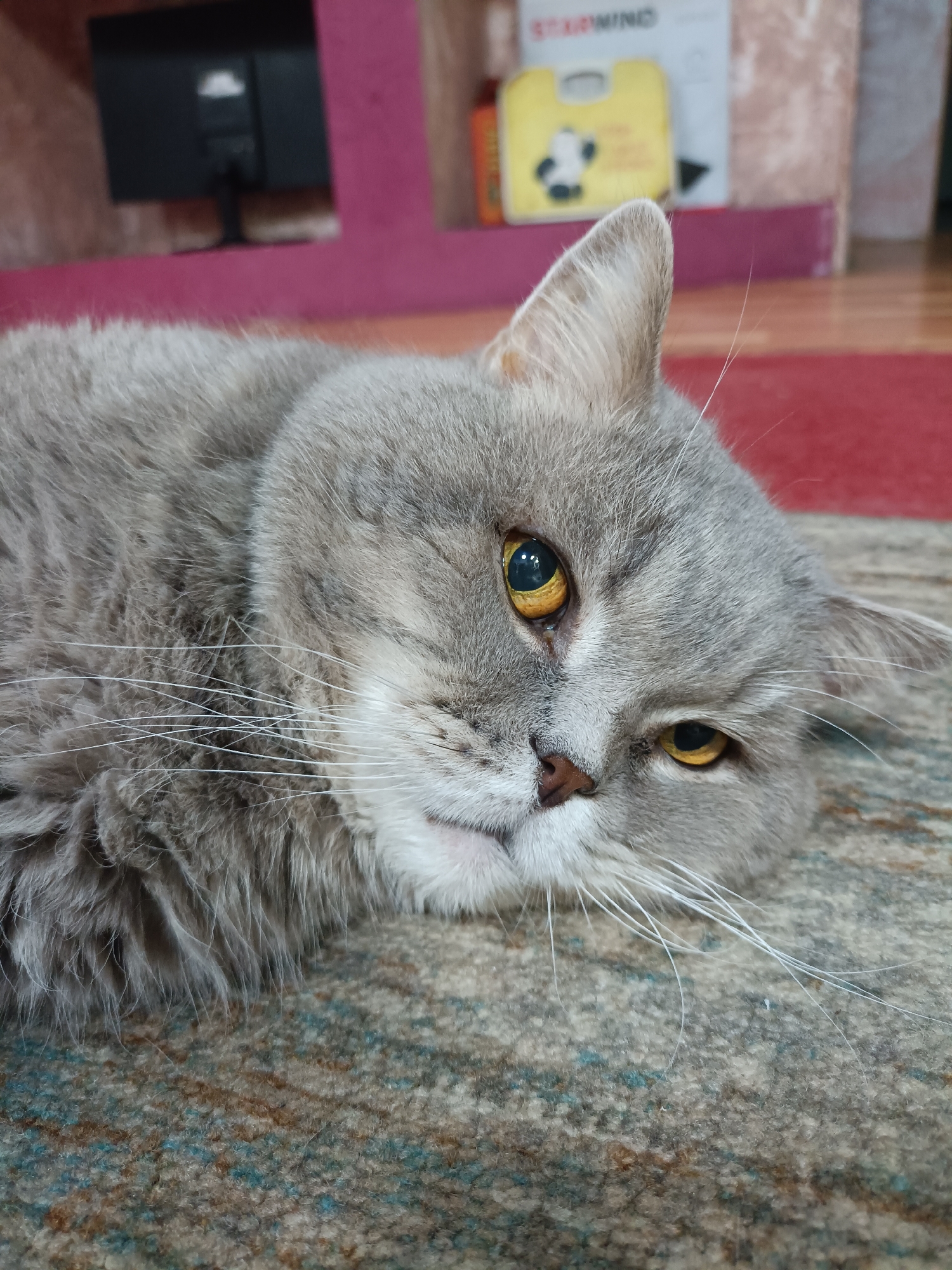 A medium shot shows a gray Persian cat lying on a patterned rug. The cat's head is tilted to the right, with its right eye looking directly at the camera and its left eye partially closed. The cat has yellow eyes and white whiskers. In the background, a blurred shelf with a small black monitor and a yellow box with a panda illustration are visible. The environment appears to be indoors. The location is identified as Bataysk, Russia, though no specific city landmarks are discernible in the image.
