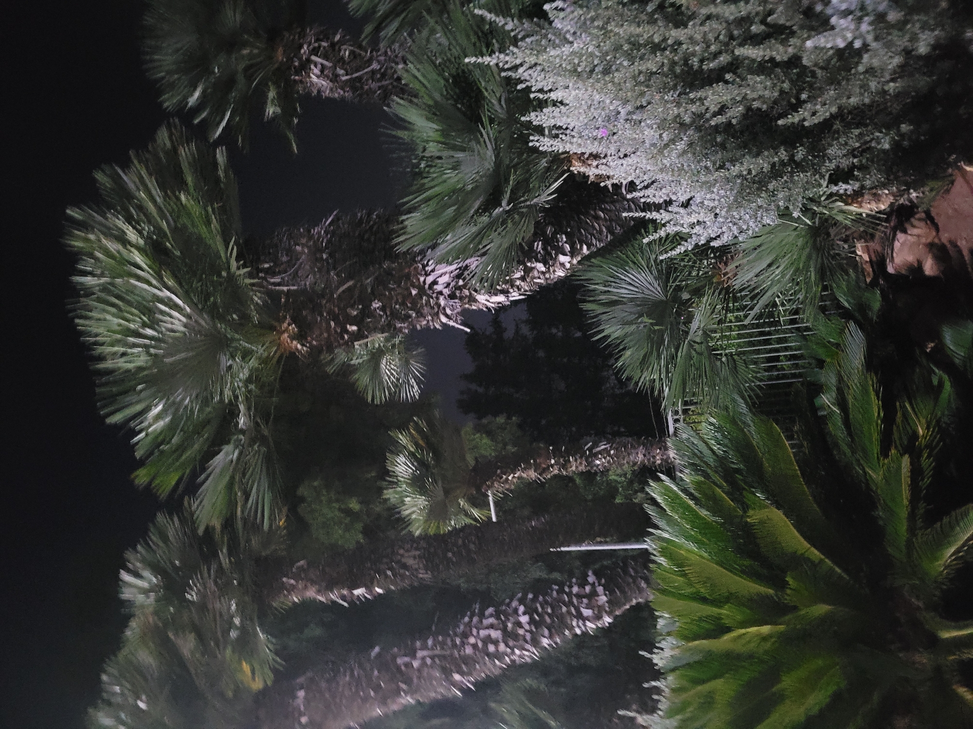 This is a nighttime outdoor photograph of several palm trees and other lush vegetation. The scene is dimly lit, suggesting artificial lighting or a very dark night. Several tall palm trees with textured trunks are prominent, their fronds fanning out against a dark sky. In the foreground and midground, there are also dense clusters of smaller, spiky green plants, and a bushy, silvery-green plant with delicate foliage. A metal fence is partially visible in the midground. The overall impression is of a tropical or subtropical garden setting, possibly in a resort or residential area. The location is identified as Trachoni, Cyprus. No people or actions are visible in the frame.