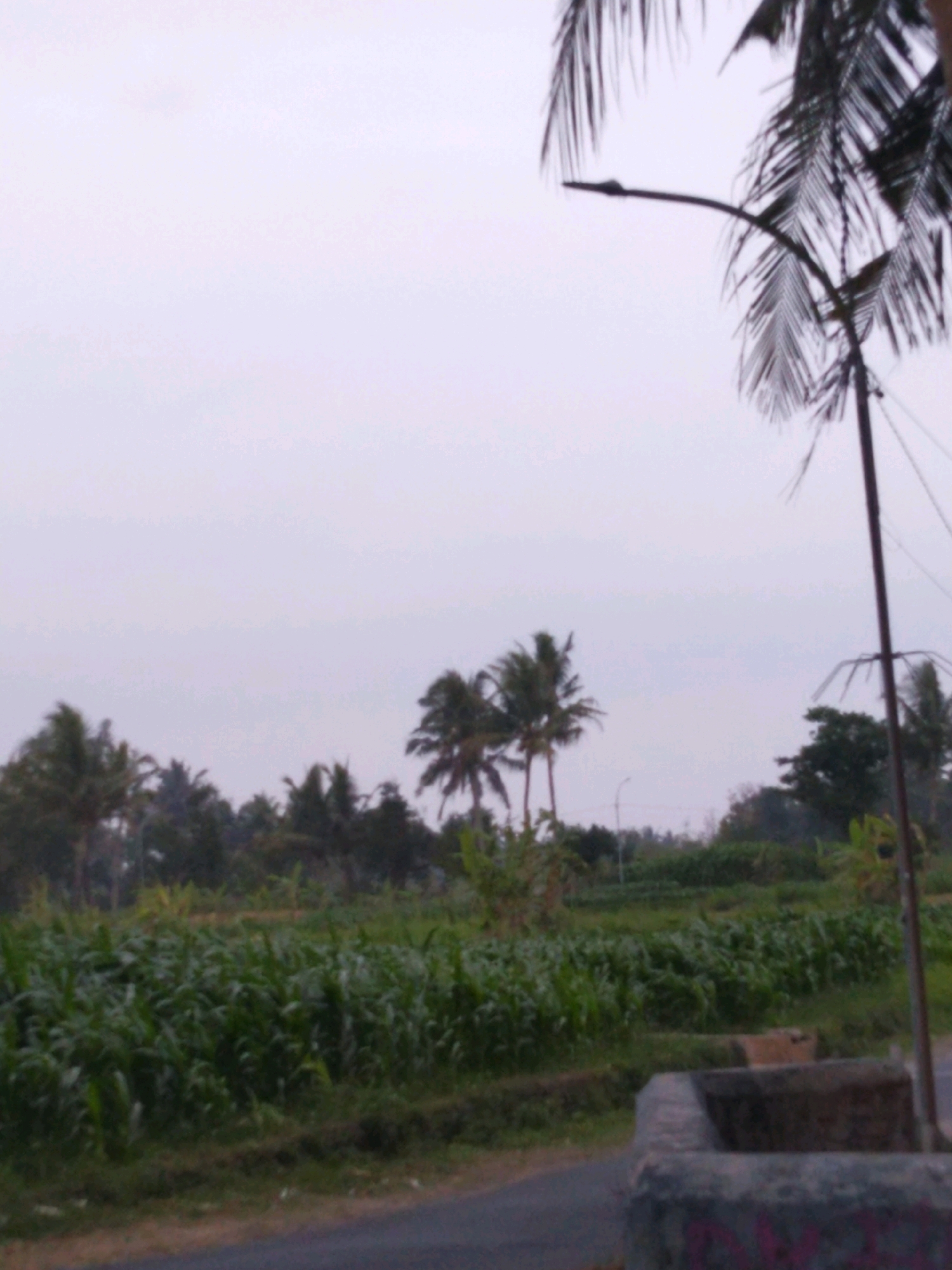 This image captures an outdoor scene, possibly in the city of Somokaton, Indonesia, under an overcast sky. In the foreground, a paved road runs horizontally, with a weathered concrete structure on the right side. Beyond the road, a field of tall green crops, possibly corn, stretches across the mid-ground. A line of palm trees and other vegetation forms a backdrop to the field, with some of the trees appearing mature and others smaller. A lamppost with a curved arm is visible in the upper right quadrant, partially obscured by the fronds of a palm tree. The overall impression is that of a rural or semi-rural landscape.