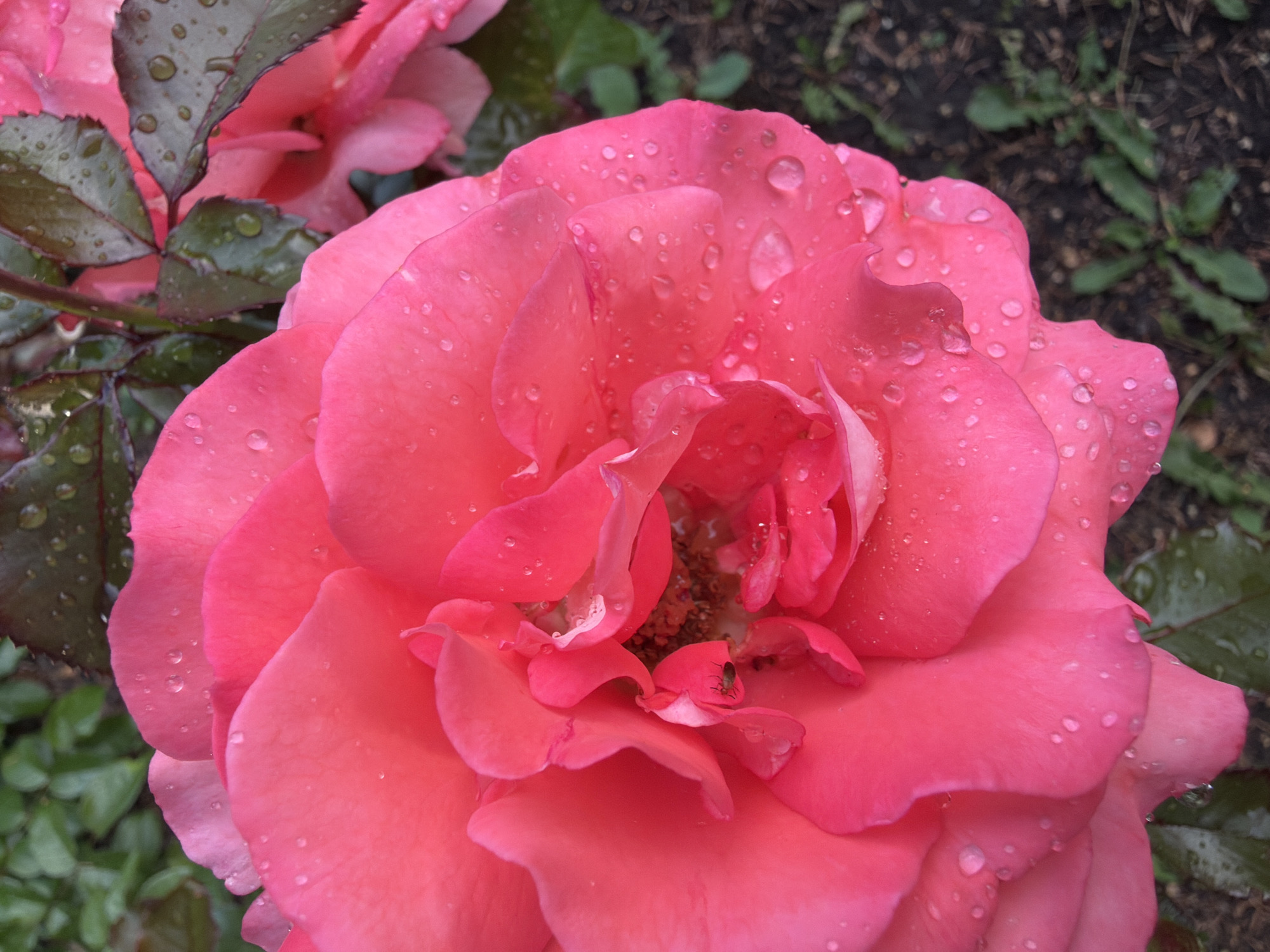 A close-up, top-down shot focuses on a vibrant pink rose, its petals covered in glistening water droplets, suggesting it has recently rained. The rose is in full bloom, with some inner petals unfurling to reveal the flower's center. Dark green, dew-covered leaves frame the right side of the rose. The background is softly blurred, showing more green foliage and dark soil. The lighting is soft and diffused, highlighting the texture of the petals and the reflective quality of the water. There are no people or explicit signs of human activity in the frame.