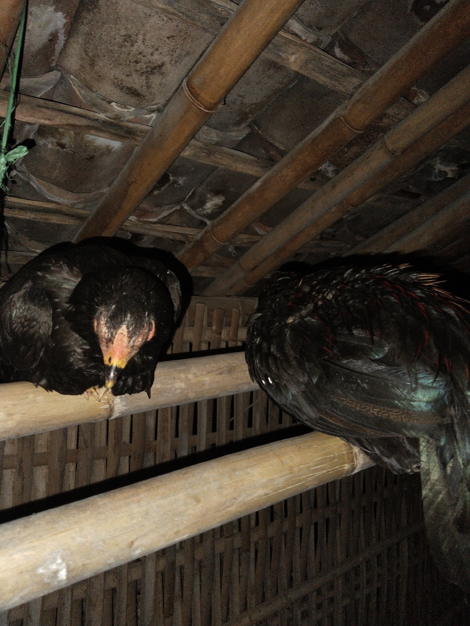 The image shows two dark-feathered chickens roosting on bamboo perches, likely within a rustic coop or shelter. On the left, a black chicken is seen in profile, with its head tucked into its body, revealing patches of bare, reddish skin around its face and a yellow beak. Its feet are gripping the bamboo perch. To the right, another large, dark-feathered chicken is partially visible from behind, displaying iridescent green and reddish hues on its feathers. Both birds appear to be sleeping or resting.
Above the perches, the ceiling or roof structure is composed of multiple thick bamboo beams running diagonally across the frame. Beyond these beams, a darker, possibly tiled or thatched roof is visible. Below the chickens and perches, a woven bamboo wall or enclosure forms the background. A thin green string or rope hangs down from the upper left corner of the frame. The dim lighting suggests it is nighttime or a poorly lit interior. No text is visible in the image.