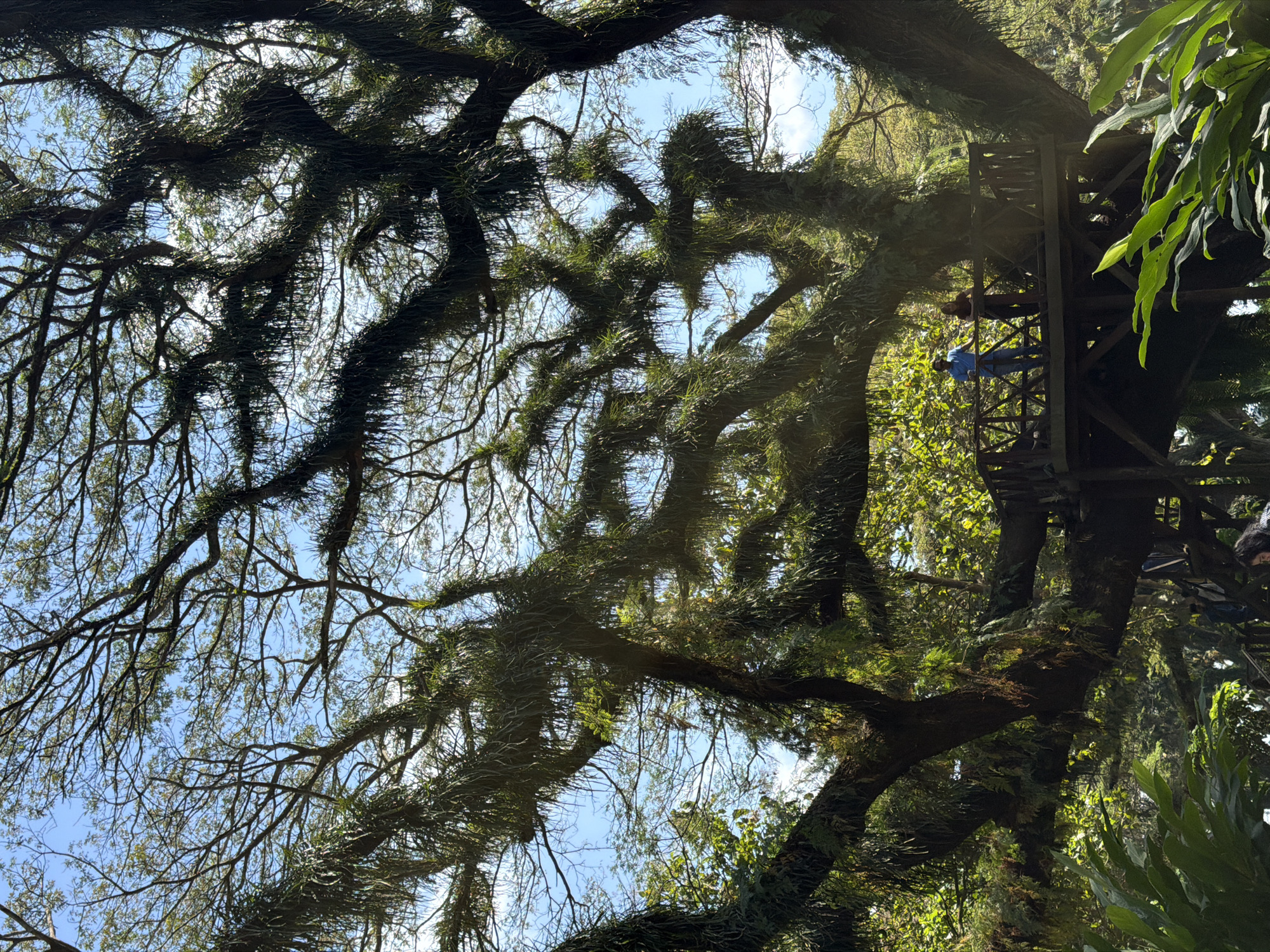 In Sraten, Indonesia, a large, ancient tree dominates the scene, its sprawling branches covered in epiphytic plants like ferns and mosses. The tree canopy creates a natural, shaded environment with dappled sunlight filtering through the leaves. In the foreground, lush green foliage is visible.
Nestled within the tree's structure is a wooden viewing platform or observation deck, supported by sturdy wooden beams. On this platform, two individuals are present. A person wearing a blue shirt and jeans stands on the left, looking towards the right. To their right, another person, a woman with dark hair, stands slightly behind and to the right, also looking in the same direction. They appear to be observing the surroundings from their elevated vantage point. The platform itself has wooden railings, suggesting it is designed for safety and viewing. The overall impression is one of a natural sanctuary, with the observation deck integrated into the environment to allow people to experience the grandeur of the tree.