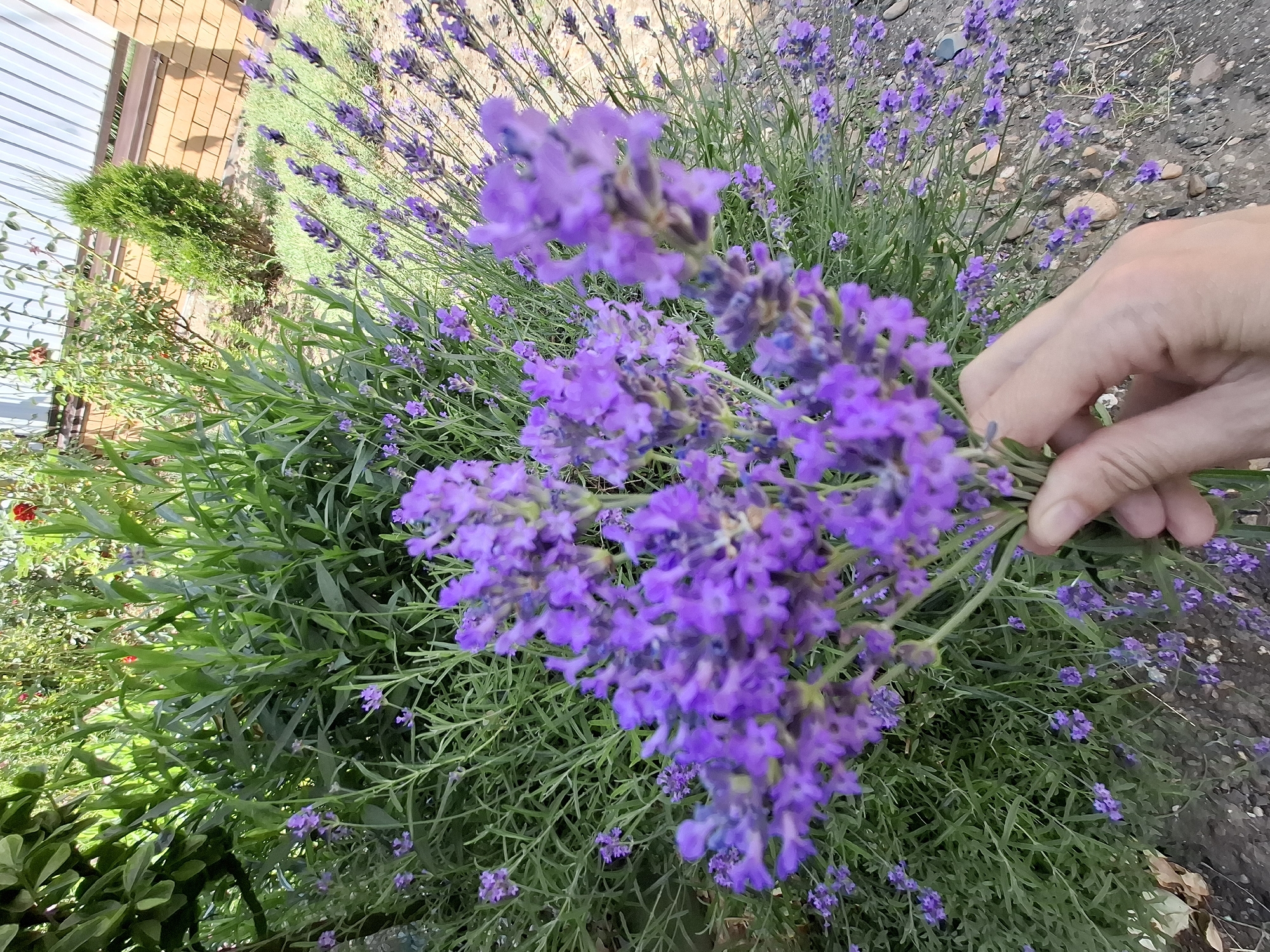 In a garden, a person's hand holds a bouquet of freshly cut lavender flowers. The lavender blooms are a vibrant purple, contrasting with the green foliage in the background. Behind the lavender, there is a hedge of green bushes, a rose bush with red flowers, and a small evergreen tree. A light-colored fence runs along the top of the frame, with a brick wall to the right. The ground is covered with small stones and dirt. The overall scene suggests a sunny day in a residential garden. This image was taken in the city of Korenovsk, Russia.