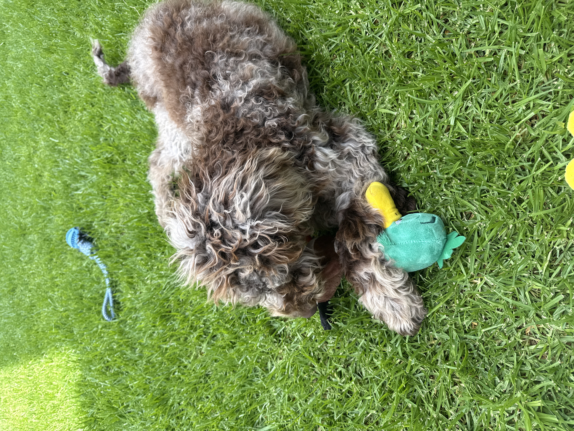A medium-sized, curly-haired dog lies on green grass. The dog is predominantly brown with lighter gray/white fur. It is lying on its side with its head close to a green and yellow plush toy, possibly a duck. To the left of the dog is a blue rope toy. The location is unknown and there is no information in the image to suggest the location is San Bernardino Tlaxcalancingo, Mexico.