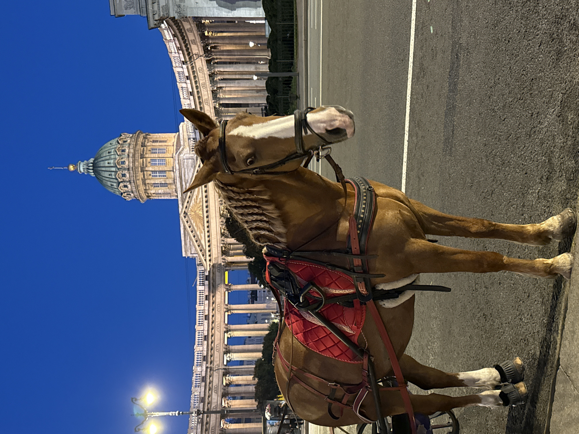 A brown horse, adorned with a red saddle and bridle, stands on a paved street at dusk. The horse's mane is intricately braided. In the background, a grand neoclassical building with a prominent dome, resembling Kazan Cathedral in Saint Petersburg, is illuminated by artificial lights. The sky is a deep twilight blue. Streetlights are visible, casting a warm glow on the scene. The overall atmosphere is serene and slightly melancholic, capturing a moment of stillness in an urban landscape.