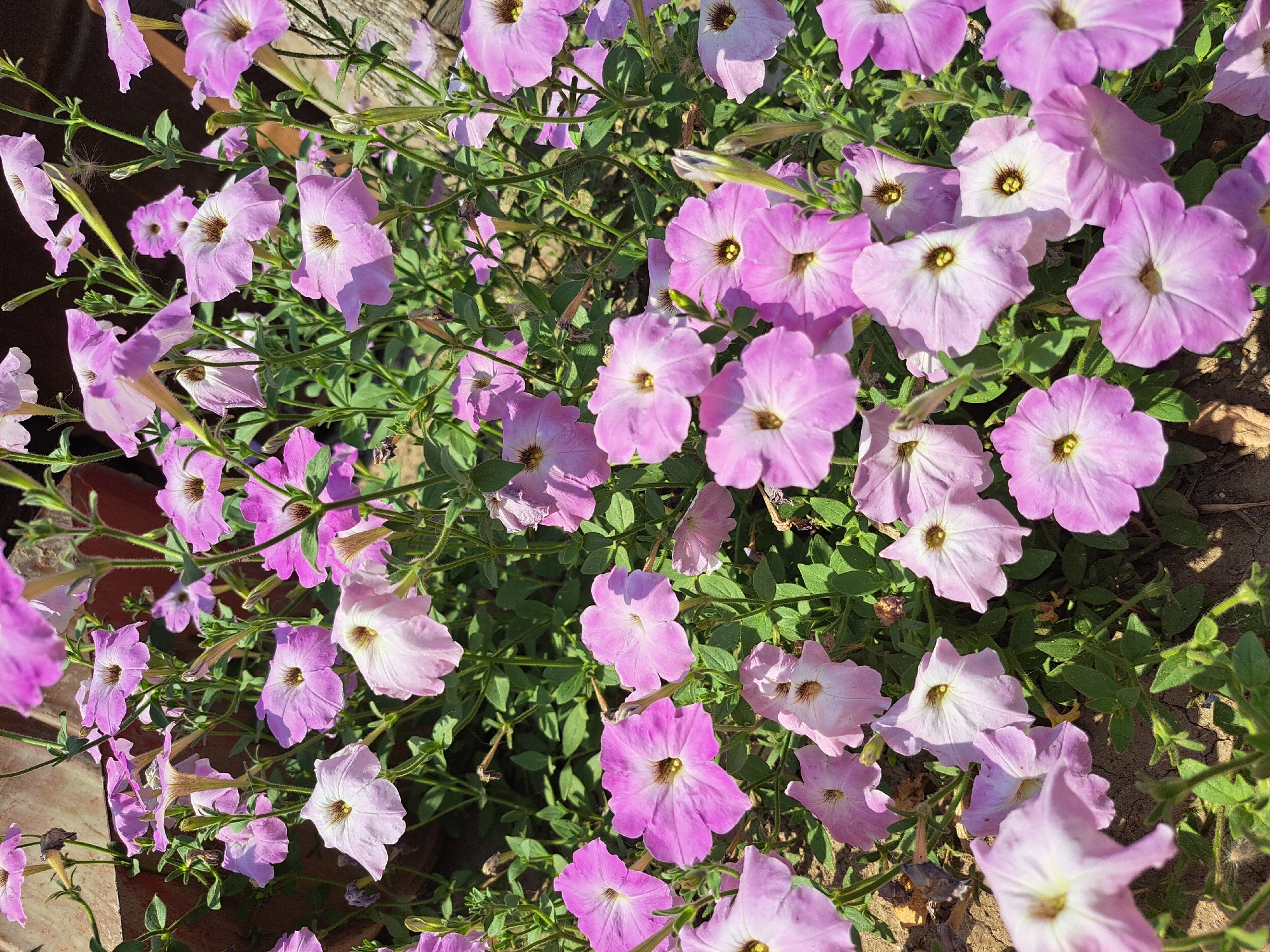 The image shows a close-up view of a cluster of pink petunias in bloom. The flowers are varied in shade, ranging from a pale lavender to a deeper fuchsia. Some flowers are fully open, revealing their dark centers, while others are still in bud. Green foliage and stems are visible throughout the frame. The background is blurred, but appears to be an outdoor setting, possibly a garden or park. There is no indication of the city of Vypasne, Ukraine, or any specific location. The scene is static, with no people or actions depicted. The lighting suggests it is daytime.