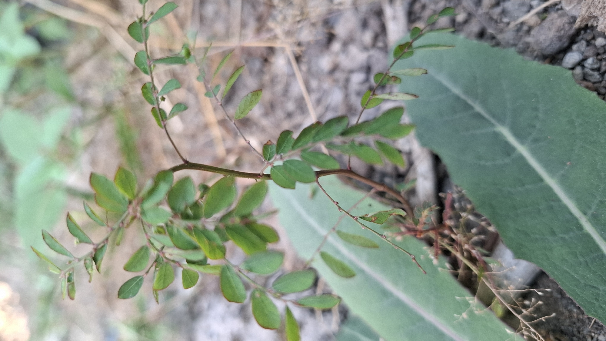 A close-up, slightly angled, full-shot photograph captures a small, spindly plant with thin, reddish-brown stems and numerous small, oval, green leaves. The plant is positioned in the center, with its delicate branches extending upwards and to the right. Several larger, pale green leaves are visible in the foreground and background, partially obscuring the ground. The ground itself appears to be composed of soil, small stones, and dry vegetation. The lighting suggests an outdoor setting, possibly during the day, with a shallow depth of field that blurs the background, drawing focus to the central plant. The overall impression is one of a simple, natural scene. The location is identified as Ciharashas, Indonesia.