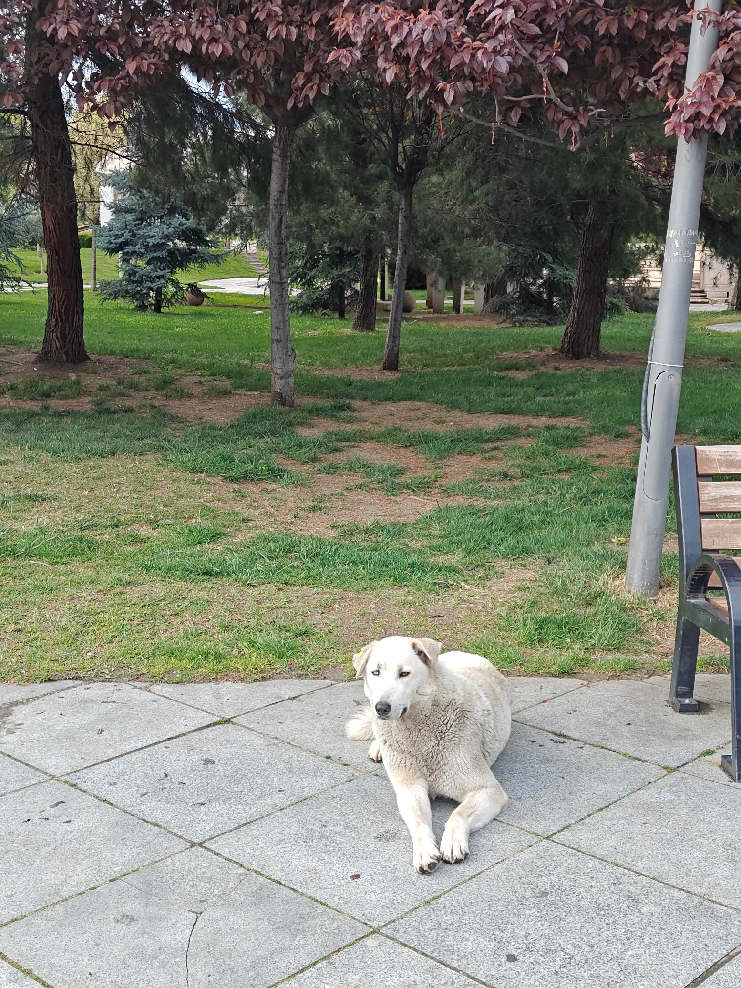 The image depicts a serene daytime scene in a park in Tbilisi, Georgia, centered on a large white dog resting on a paved pathway. The dog, the primary subject, lies calmly with its front paws crossed, exhibiting striking heterochromia with one blue eye and one brown eye. Its white fur appears thick and slightly dishevelled in areas.
The dog is situated on grey square paving stones that show signs of wear, including minor cracks and dirt. To the right, a part of a park bench with wooden slats and a dark metal frame is visible. Adjacent to the bench stands a tall, grey utility pole or lamp post. The pole has some faint, indecipherable markings or text near its top.
The background reveals a verdant park setting. The ground is covered with green grass, with some patches of bare soil visible beneath the trees. Several mature trees, featuring dark trunks, populate the park. Some trees are adorned with lush green foliage, while others, closer to the viewer, display distinctive reddish-brown leaves. Deeper within the park, a smaller evergreen tree with a bluish tint can be seen. In the far background, partially obscured by the trees, there is a light-colored building that appears to have classical architectural elements, such as columns.
The scene conveys a peaceful atmosphere under natural daylight, suggesting a clear morning or afternoon. Faint red ribbons or strands are visible hanging from the branches of the trees with reddish leaves, possibly indicative of a local tradition.