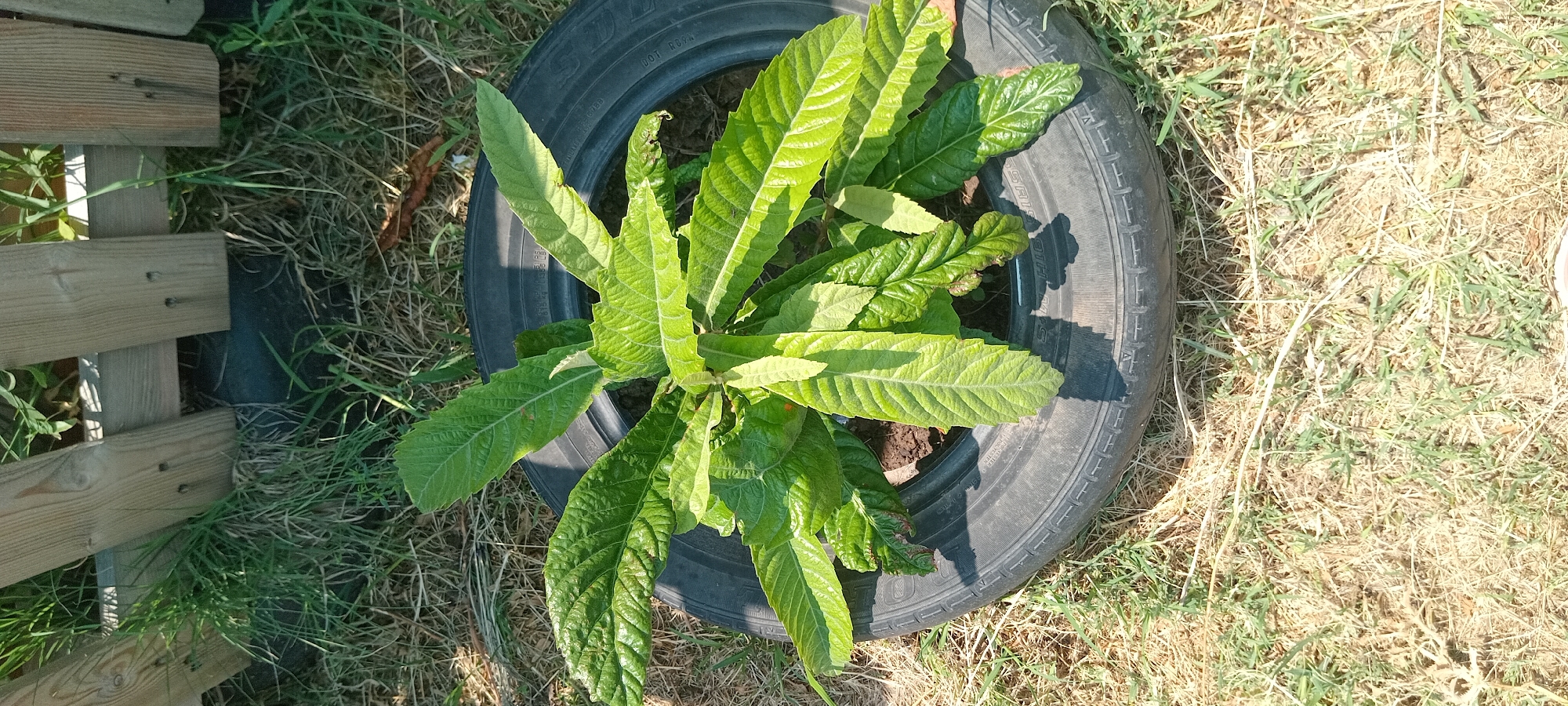 A young loquat tree is planted in the center of a black tire, which is placed on dry grass. The tire is partially submerged in the ground. Behind the tree, a wooden fence is visible, with sunlight casting shadows on the grass. The image appears to be taken outdoors on a sunny day.