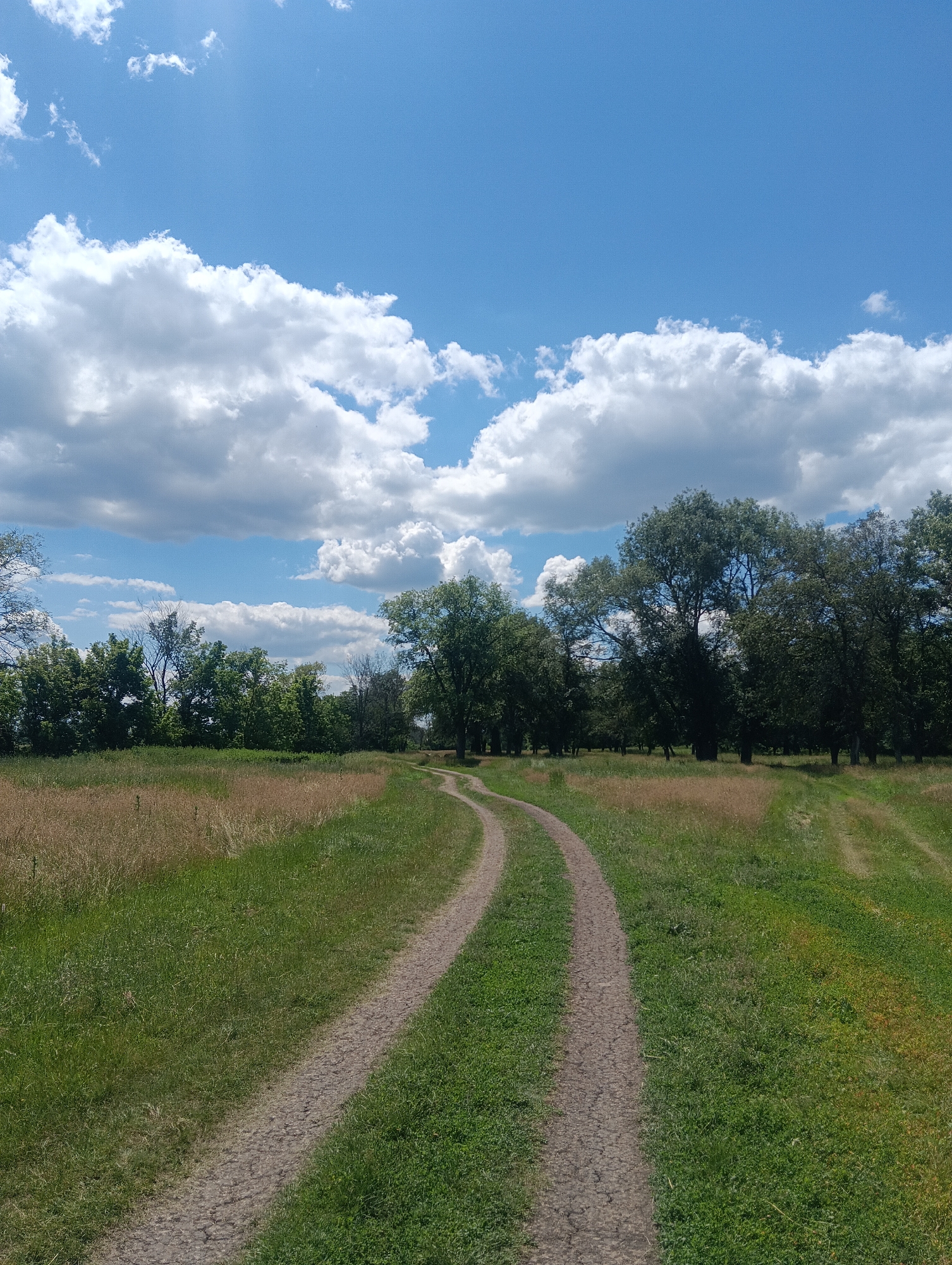 A dirt path curves through a grassy field on a sunny day. The path is well-worn and appears to be two-tracked. Tall green grass borders the path on both sides, with patches of drier, golden grass visible in the distance. A line of trees forms a backdrop to the field, with a mix of dense foliage and some sparser branches. The sky above is a bright blue, dotted with fluffy white clouds. The overall scene suggests a natural, rural environment.