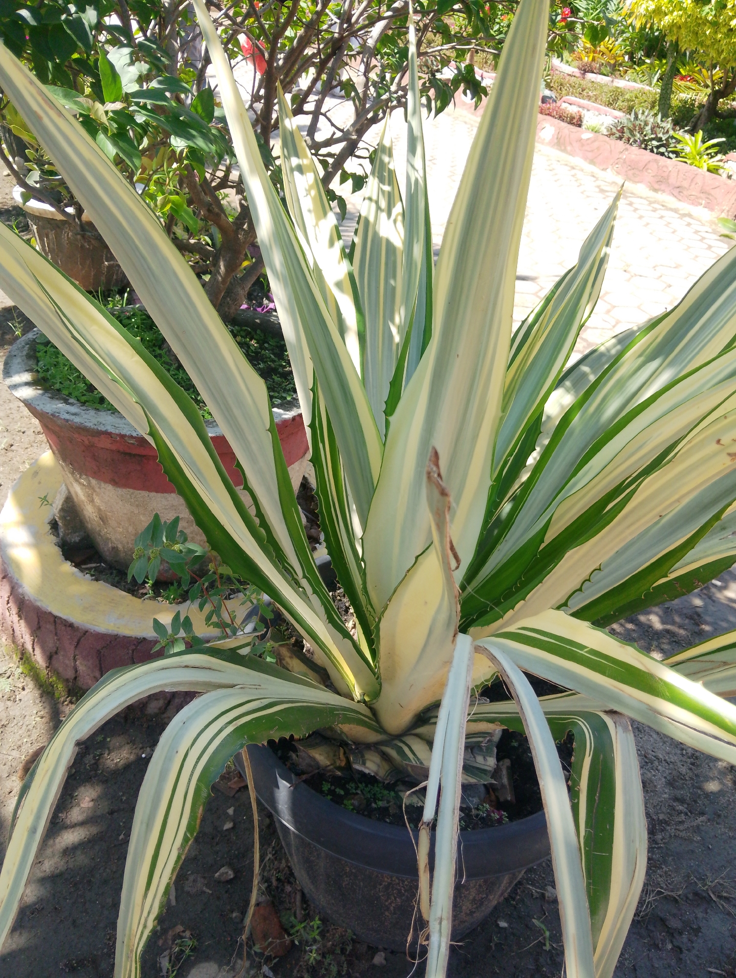 An outdoor, eye-level, medium shot captures a variegated agave plant in a dark plastic pot, positioned in front of a decorative concrete planter in Serbelawan, Indonesia. The agave's long, sword-like leaves are a striking mix of creamy white and green, with sharp serrations along their edges. Behind the agave, a blurry background reveals a paved walkway with a hexagonal pattern and reddish-brown decorative borders. To the left, a portion of a tree with green foliage and a red flower is visible, partially obscuring a large, red-and-white striped concrete planter. The ground is composed of dark soil and scattered debris. The scene is bathed in bright sunlight, casting distinct shadows. No people are present in the image.