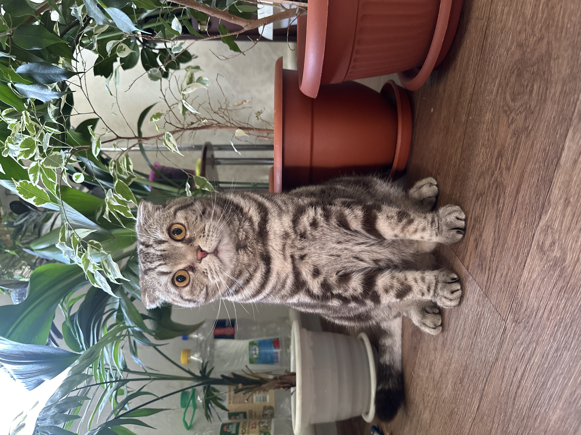 A medium shot captures a Scottish Fold cat sitting on a wooden floor, oriented vertically. The cat is predominantly gray with brown stripes and has large, yellow eyes. Several potted plants surround the cat; two terracotta pots are behind it, while a white pot and additional greenery are to the left. Plastic bottles and other miscellaneous objects are visible behind the plant on the left.