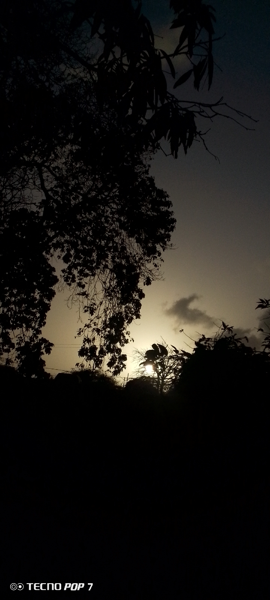 The image captures an outdoor scene at dusk or dawn in Altagracia, Venezuela, dominated by the striking silhouettes of dense trees against a luminous sky.
In the foreground and midground, the dark, intricate forms of numerous trees and their foliage are rendered in deep black. Bare branches intermingle with leaf-laden boughs, creating a complex, textured barrier across much of the frame. A large tree with a canopy of leaves and slender branches extends from the upper left, curving downwards, while other abundant vegetation forms a dark, undulating horizon line across the lower half of the image.
A brilliant, warm light source, strongly resembling the setting or rising sun, is visible through a gap in the trees on the lower right. It casts an intense, yellowish-white glow that illuminates the sky immediately around it. Above and to the right of this light, several dark, wispy clouds are scattered across the sky, adding subtle texture. The sky transitions from the bright glow near the light source to a muted, grayish-blue tone in the upper regions of the frame.
The overall atmosphere is serene and contemplative, emphasizing the dramatic contrast between light and shadow. No people or specific activities are visible within the frame. The only visible text, "TECNO POP 7," is present in the bottom left corner of the image, indicating the device used for photography.