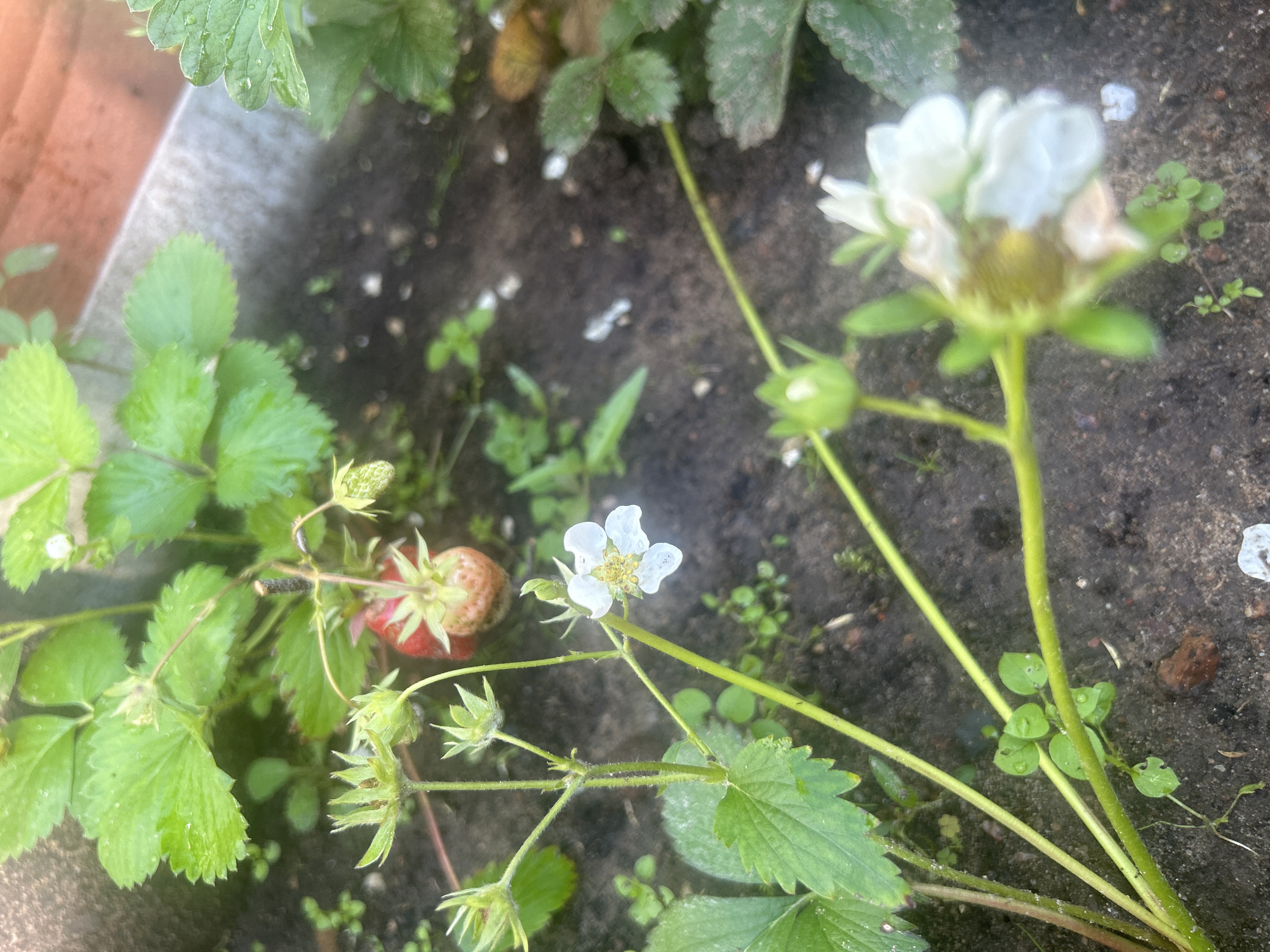 A close-up shot captures a strawberry plant with red berries, green leaves, and white flowers. The plant is growing in dark soil, possibly in a garden bed or pot. Small green sprouts and weeds are visible around the base of the plant. The background shows a blurred metallic or concrete edge and more greenery. The image is likely taken outdoors, possibly in a residential area of Imeni Morozova, Russia. There are no people or animals visible in the image.
