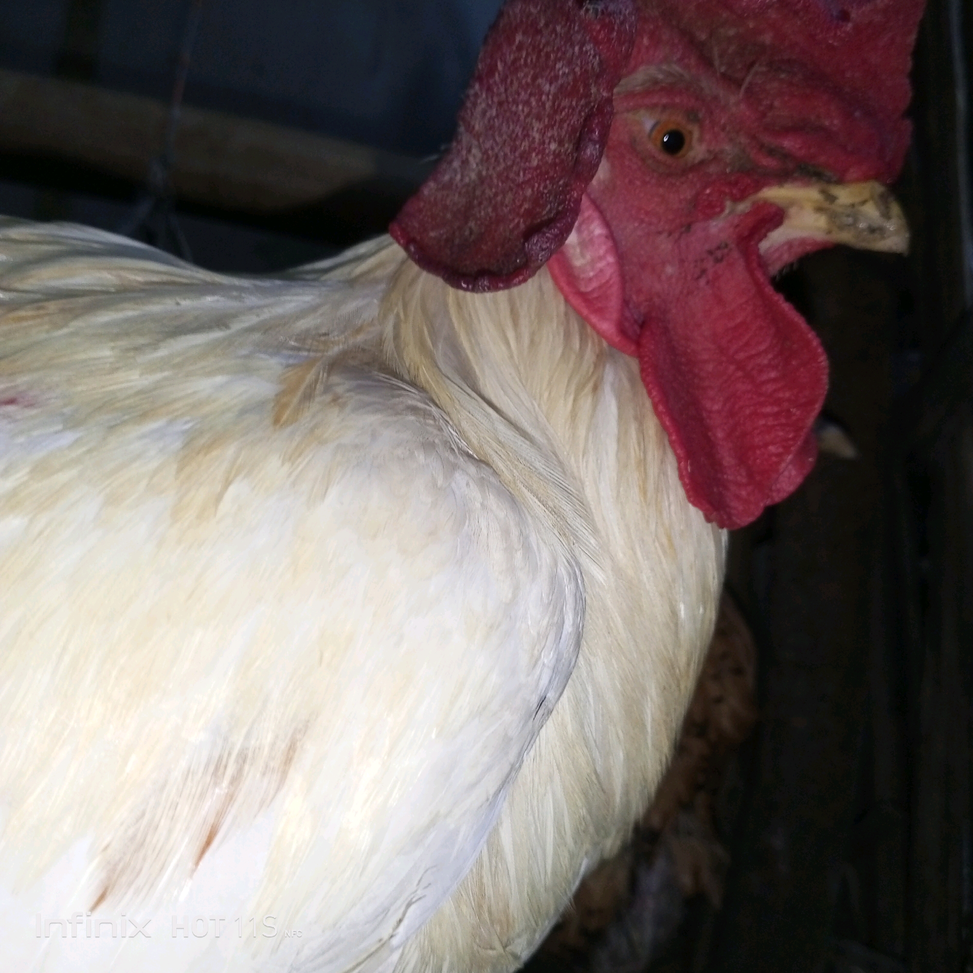 A close-up, side profile shot captures a white rooster with a prominent red comb and wattle. The rooster's eye is visible, and its beak is slightly open. The background is dark and indistinct, suggesting the rooster is in an enclosure or a dimly lit area. The image is focused on the rooster's head and upper body, showcasing the texture of its feathers and comb. There is a watermark at the bottom left corner of the image that reads "Infinix HOT 11S NFC". The image is not suitable for determining the location in Sukaslamet, Indonesia, or any specific details about the environment beyond the immediate subject.