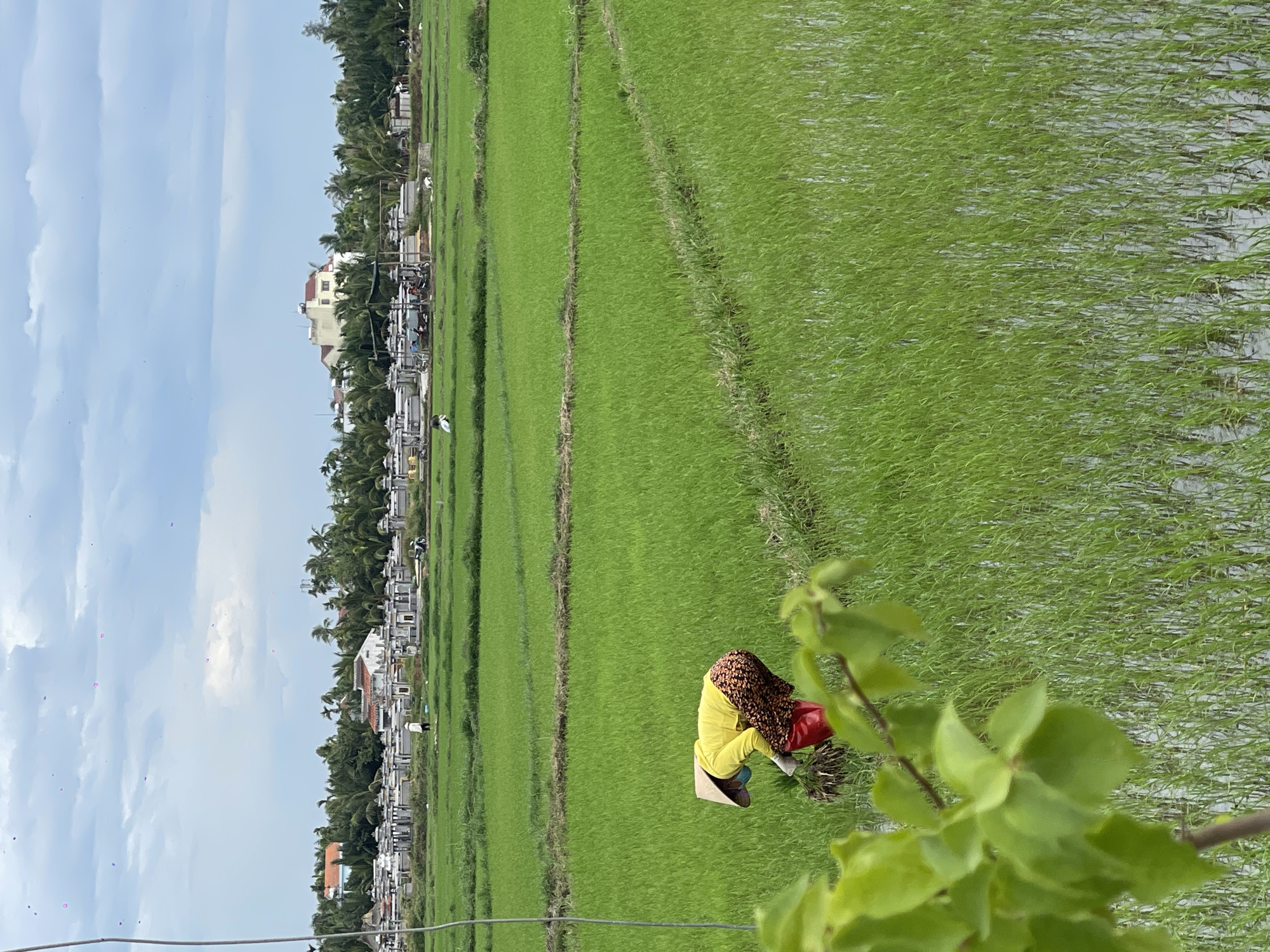 The image captures a wide view of a lush green rice paddy field in Hoi An, Vietnam. In the foreground, a person, likely a farmer, is bent over, engaged in planting rice seedlings. They are wearing a conical hat, a yellow long-sleeved shirt, patterned trousers, and red boots. A blue mask covers their face, and a red bucket or basket is positioned near them. The rice field is divided by raised pathways and is partially submerged in water, reflecting the cloudy sky. In the background, a complex of buildings, possibly tombs or a cemetery, is visible amidst a dense grove of palm trees. The sky is overcast with scattered pinkish hues, hinting at a sunset or sunrise. The scene conveys a sense of rural agricultural activity within the vicinity of a residential or burial area.