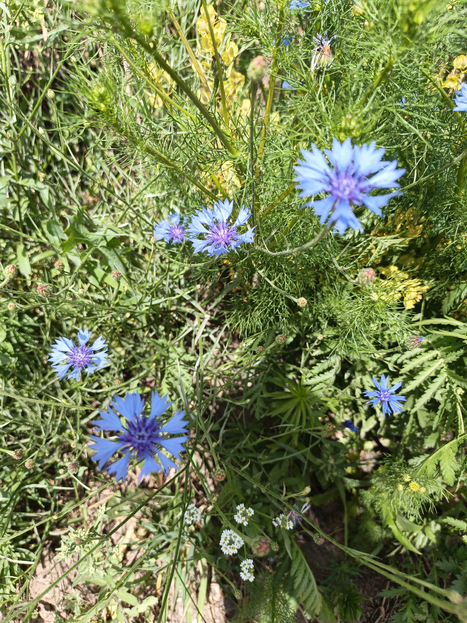 The image shows a close-up of a field of blue cornflowers and other green foliage under bright sunlight. Some small yellow flowers and buds are also visible amongst the greenery. The scene is an outdoor environment, likely a meadow or garden, with dry earth visible in the background. There are no people or animals in the image. The focus is on the variety of plants and their textures. The location is specified as Kuyuki, Russia.