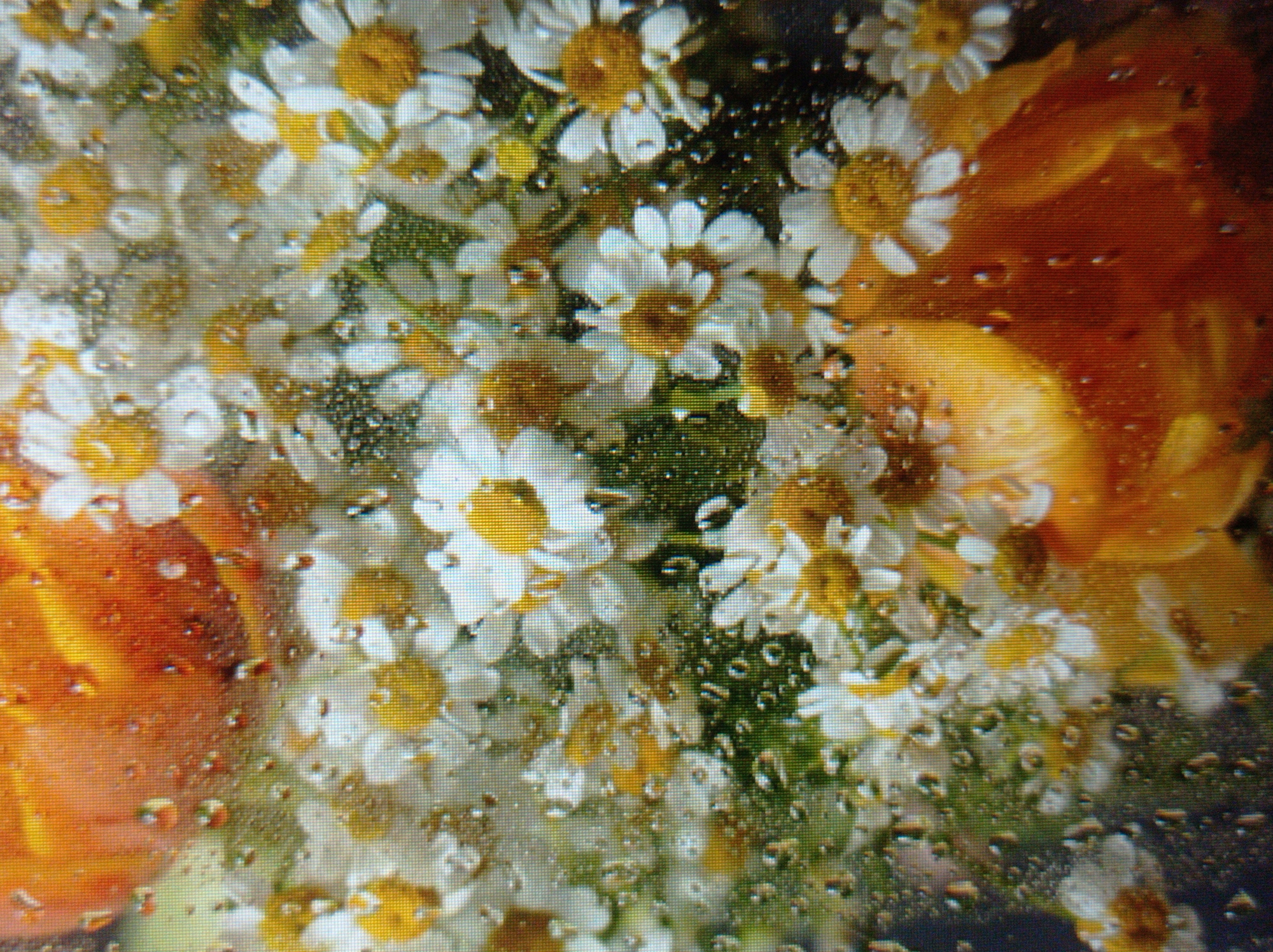 The image shows a close-up, slightly unfocused view of a bouquet of flowers, possibly daisies and orange flowers, behind a surface covered in water droplets. The bouquet is densely packed, with white petals and yellow centers of the daisies prominently visible. The orange flowers appear to be larger and have broader petals. The water droplets create a textured, distorted effect on the image. There are no people, specific landmarks, or any indication of the city of Mukachevo, Ukraine, visible in the photograph.