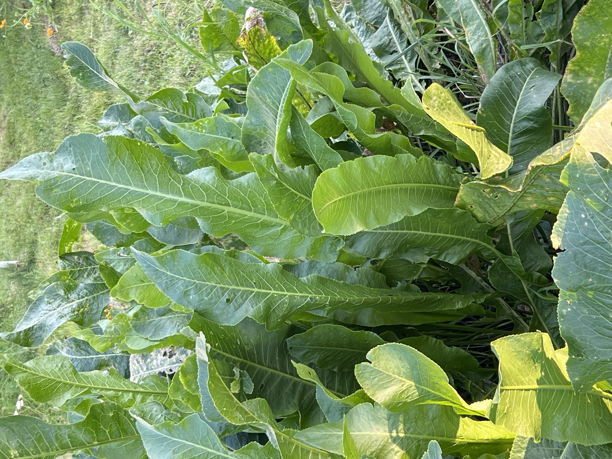 The image shows a dense patch of large, green horseradish leaves in an outdoor setting. The leaves are broad, with prominent veins and some appear to have minor damage such as holes or discoloration. The background consists of grass and some out-of-focus foliage, with a suggestion of a fence or post. The lighting indicates it is daytime, with sunlight casting shadows and highlighting the textures of the leaves. There are no people or animals visible in the image. The scene appears to be in a garden or a wild area. The metadata for this image indicates it was taken in Strakhovo (Sitnikovskii S/S), Russia.