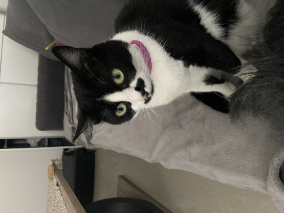 An indoor photograph depicts a domestic short-haired cat with prominent black and white markings, seated upright on a light grey blanket or throw draped over an upholstered surface. The cat has bright green eyes and a distinctive black patch on its upper lip and nose. A thin, bright pink collar is present around its neck. Its front paws rest upon a dark grey, shaggy textile object in the foreground. In the background, a dark grey sofa or bed with a matching headboard is visible to the right. To the left, a light wood table with a textured mat and a small circular wooden object is partially visible. Further in the background, a white wall with a wardrobe or cabinet section is discernible. This indoor scene is located within the city of Budva, Montenegro.