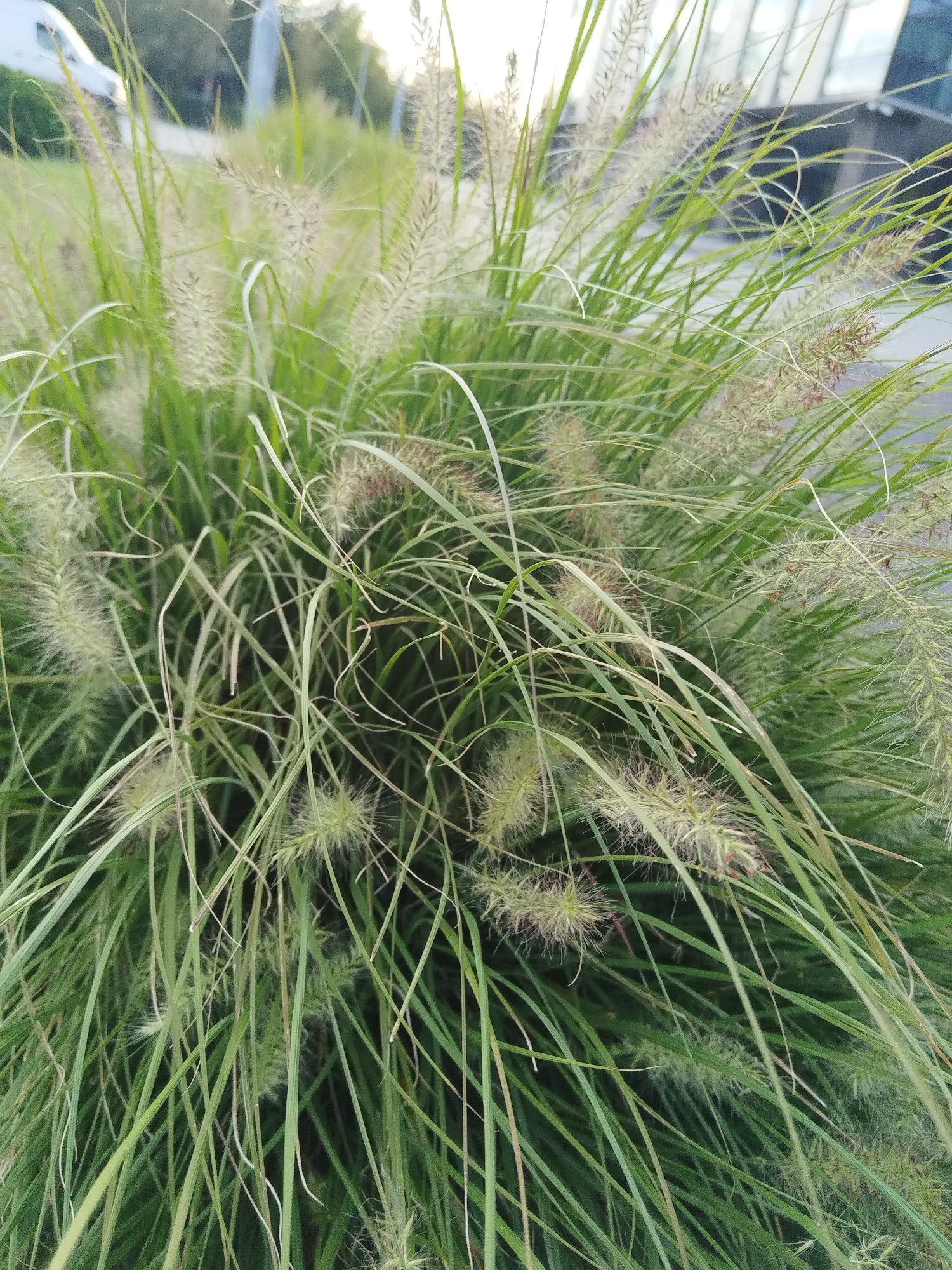 In the city of Brest, Belarus, a close-up shot captures a dense clump of ornamental grass, likely a variety of Fountain Grass, growing outdoors. The grass features long, slender, green blades that are predominantly in focus, interspersed with fuzzy, bottle-brush-like seed heads that range in color from pale green to light brown. Some of these seed heads are also in focus, revealing their delicate, spiky texture. In the background, the scene is softened by a bokeh effect, suggesting a shallow depth of field. Out of focus elements include hints of a white vehicle on the left, possibly a car, and a blurred background that suggests a modern building with reflective surfaces on the right. The overall environment appears to be an urban setting, possibly a park, public space, or landscaping near a commercial or residential building. The lighting indicates it is either early morning or late afternoon, with a soft, diffused light. There are no people or animals visible in the frame.