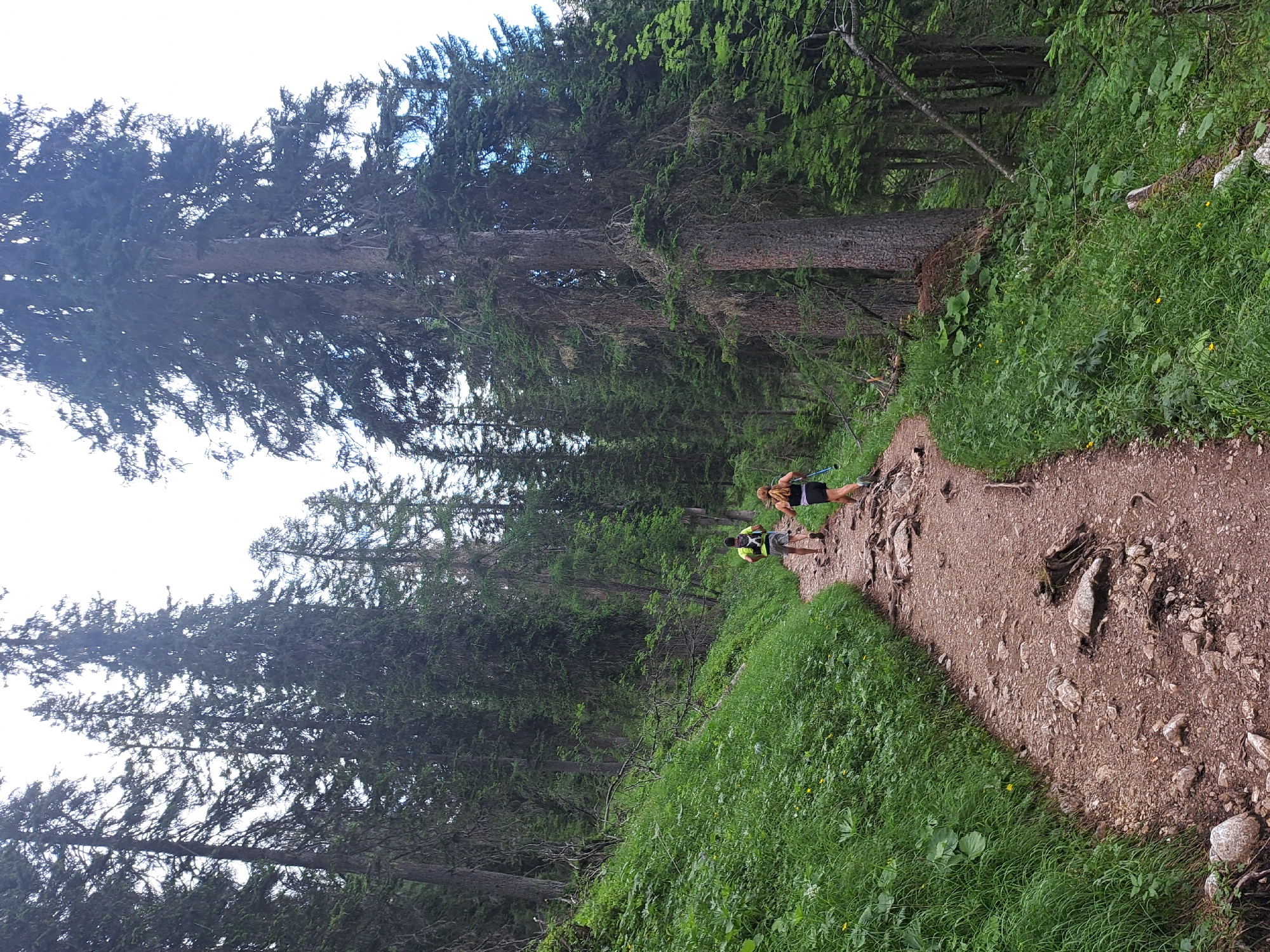 The image shows two people walking on a dirt path through a forest. The path is lined with lush green grass and tall evergreen trees. The trees are densely packed, creating a shaded canopy overhead. The path appears to be narrow and winding, with some rocks and debris scattered along its surface. The lighting suggests it is daytime, possibly overcast given the lack of strong shadows. The overall scene conveys a sense of being in nature, perhaps on a hike or trail run. The people are dressed in athletic wear and appear to be moving in the same direction along the path. One person in the foreground is wearing a yellow vest, and the other person is further ahead on the path. The activity appears to be leisurely, with no indication of urgency or distress. The setting is clearly a natural environment, likely a mountainous or hilly region given the density of the trees and the uneven terrain. No text is visible in the image.