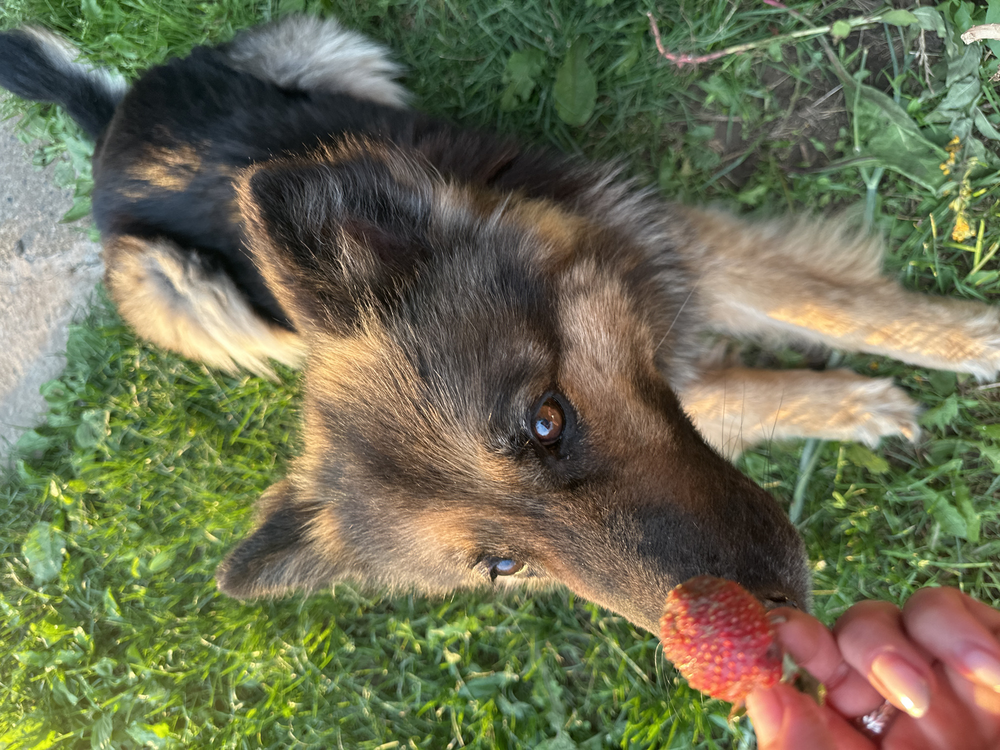 In an outdoor setting, a dog with brown and black fur is being offered a strawberry held by a person's hand. The dog's head is close to the strawberry, with its nose almost touching it. The dog is looking up at the strawberry. The background consists of green grass and a concrete path, indicative of a yard or park area, potentially within the city of Chaikovsky, Russia. The sunlight suggests it is daytime.