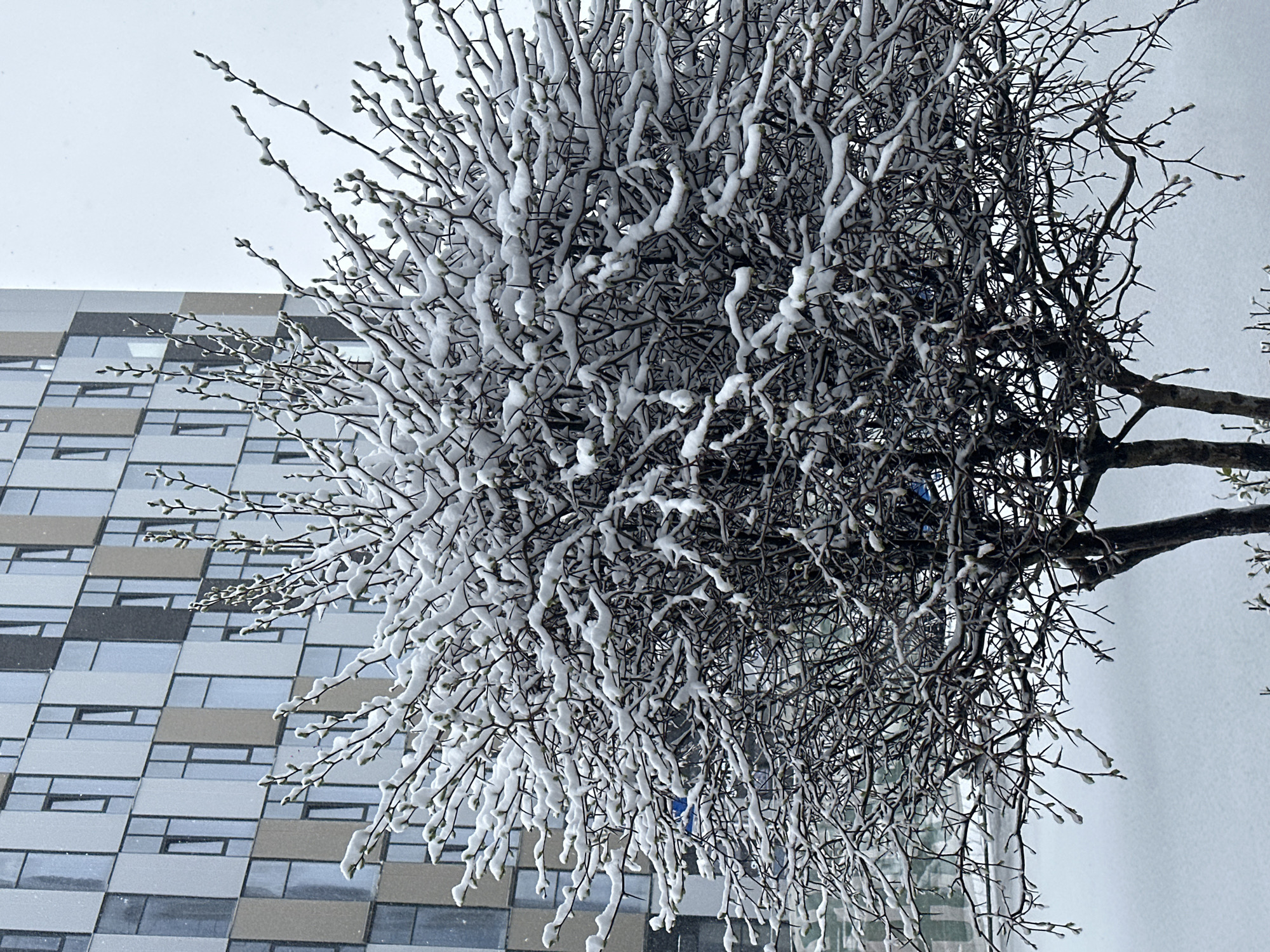 This image captures a wintry urban scene in Khimki, Russia, likely during or immediately after a snowfall. The foreground is dominated by a dense, thorny bush or small tree, heavily coated in fresh white snow. The snow clings thickly to the dark, intricate branches, creating striking organic shapes and highlighting the underlying spiky structure. Numerous small, light-colored buds, resembling pussy willow, are visible along the snow-dusted branches, suggesting the transition of late winter or early spring.
In the background, a modern multi-story building stands tall, its facade composed of rectangular panels in varying shades of grey, white, and possibly light brown. These geometric panels are interspersed with dark-framed windows, forming a distinct pattern that contrasts sharply with the organic form of the snow-laden tree.
The sky is a uniform, bright white, indicative of overcast and snowy weather conditions. No people or visible text are present in the frame. The scene evokes a quiet, cold atmosphere, showcasing the stark beauty of nature in winter set against an urban architectural backdrop.