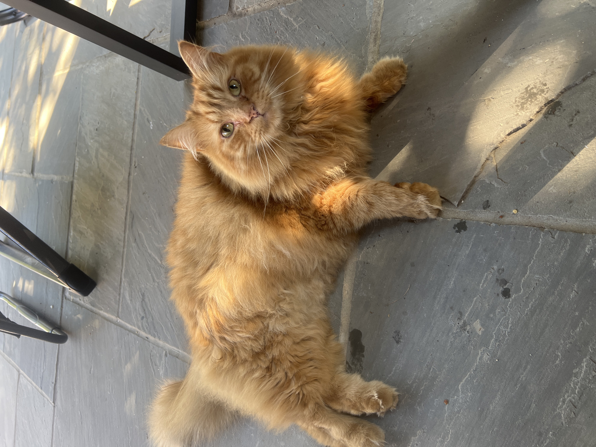 An orange tabby cat with long fur lies on a grey tiled patio. The cat is positioned horizontally, facing the viewer with its head turned slightly to the right. Sunlight casts diagonal shadows across the tiles and the cat's fur, highlighting its fluffy mane and bushy tail. The background shows the legs of dark outdoor furniture. The scene is outdoors, consistent with a residential patio in Guildford, United Kingdom. There are no people or any other discernible objects of note in the image.