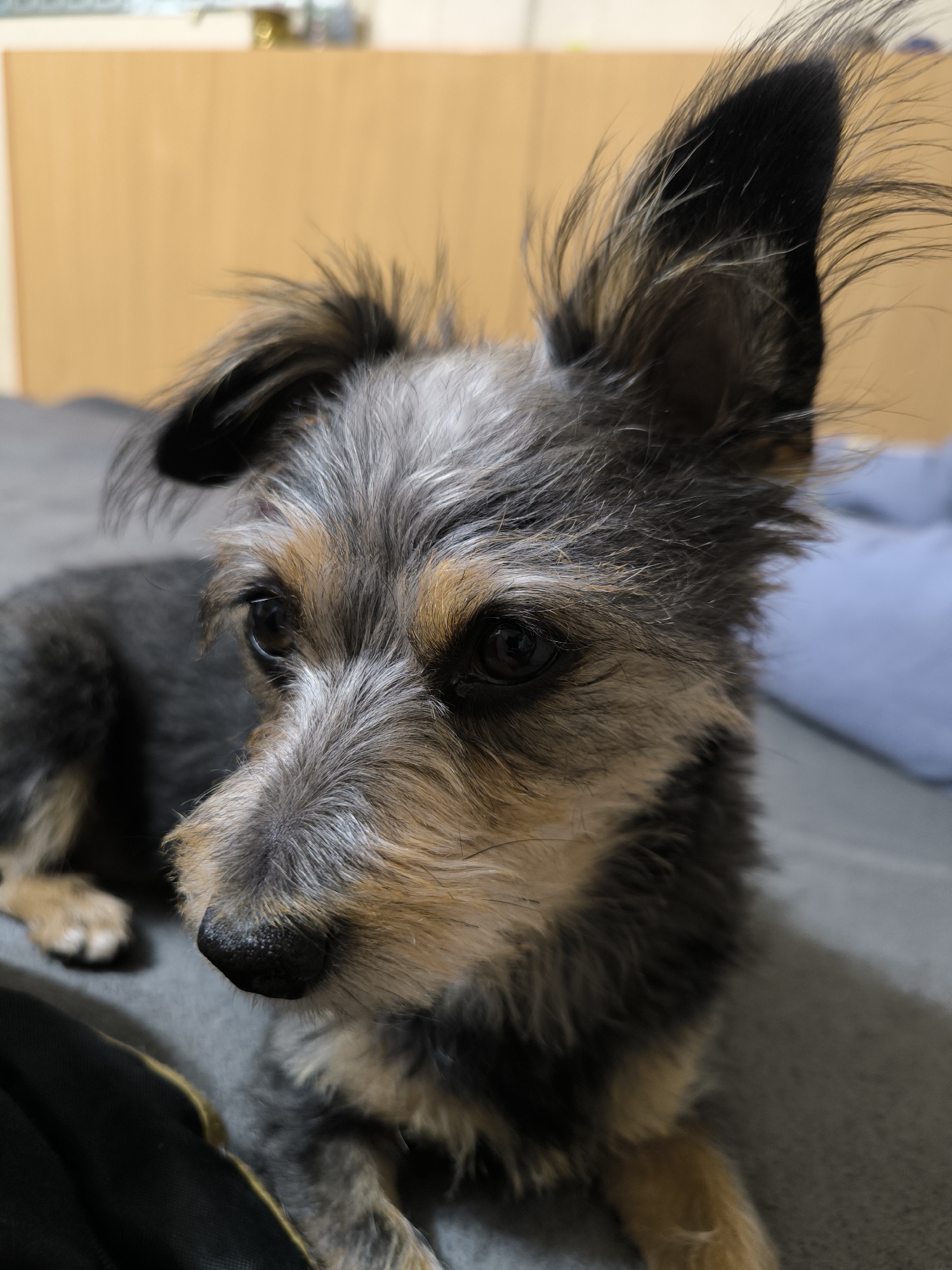 A close-up shot captures a small, scruffy dog with dark grey and tan fur, lying on a grey surface that appears to be a bed or sofa. The dog's ears are large and stand up, with fluffy hair sticking out. Its eyes are dark and attentive, and its nose is black and slightly moist. The background consists of a light brown wooden surface, possibly a headboard or wall panel, and a blurred blue object, likely a pillow. The image is a portrait of the dog, focusing on its facial features and textured fur. The scene is domestic and tranquil, with no indication of the city of Mykolaiv, Ukraine.