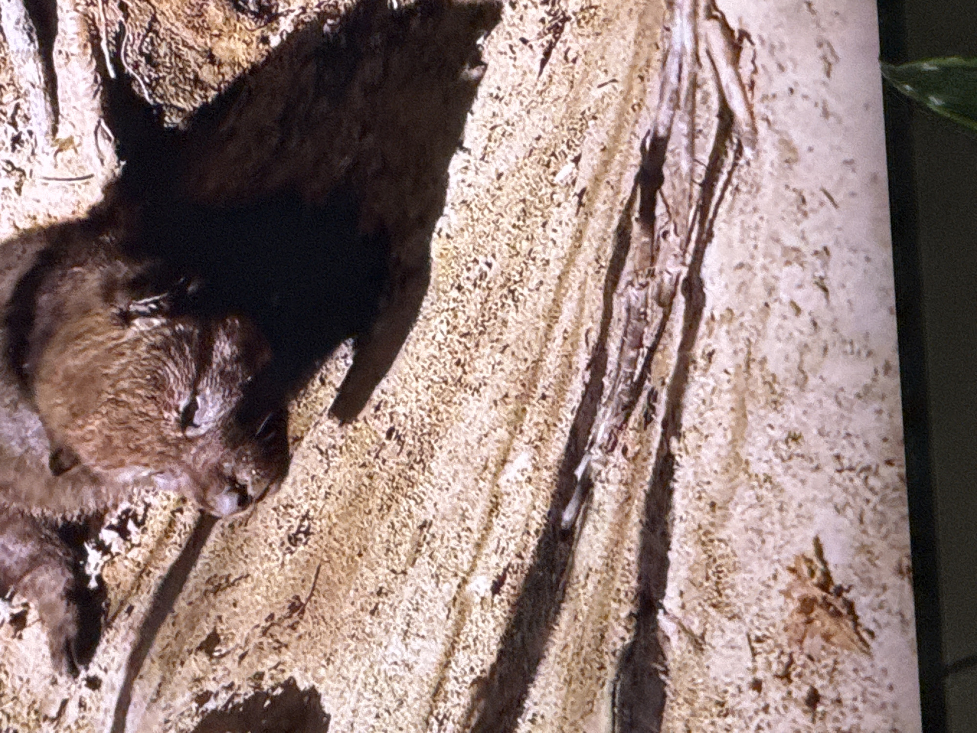 A close-up, overhead shot shows a young wolf pup lying on its side in a sandy, wooded area. The pup is mostly visible from its head to its mid-back, with its face turned to the left. Its fur is dark brown and appears wet. The pup's eyes are closed, and its snout is slightly open. The background is composed of sand, dirt, and fallen leaves. Long, dark shadows are cast across the ground, suggesting the presence of overhead trees or foliage. The image is part of a larger scene, with a portion of a plant visible in the bottom right corner. The location is identified as Springboro, Ohio, United States of America.