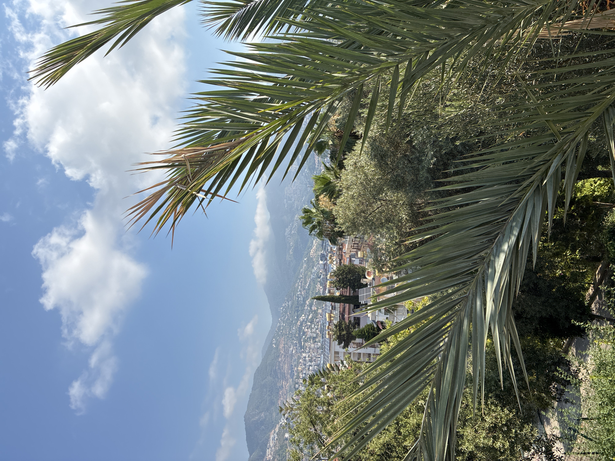 The image is a photograph taken from a high vantage point, looking out over the city of Alanya, Turkey. In the foreground, there are several large palm fronds, which partially obscure the view of the city below. The city itself is built on a hillside, with many buildings clustered together. Beyond the city, there are mountains. The sky is blue with scattered white clouds. The lighting suggests it is daytime, likely late morning or early afternoon. There are no people or animals visible in the image. The overall impression is of a sunny day in a coastal city.