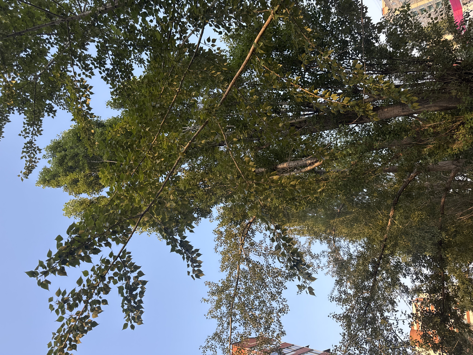 The image shows a view looking up at the crowns of several tall trees, primarily poplars, against a clear blue sky. The trees are dense with green foliage and thick branches. In the background, to the left, a portion of a red brick building with multiple floors and windows is visible. To the right, further in the distance, another multi-story building with a lighter facade and yellow and pink accents is partially obscured by the trees. The lighting suggests it is daytime, possibly late afternoon, with the sun casting some warm light on the leaves. The scene appears to be an urban environment in Ufa, Russia, characterized by the presence of both mature trees and residential buildings. There are no people or animals visible in the frame.