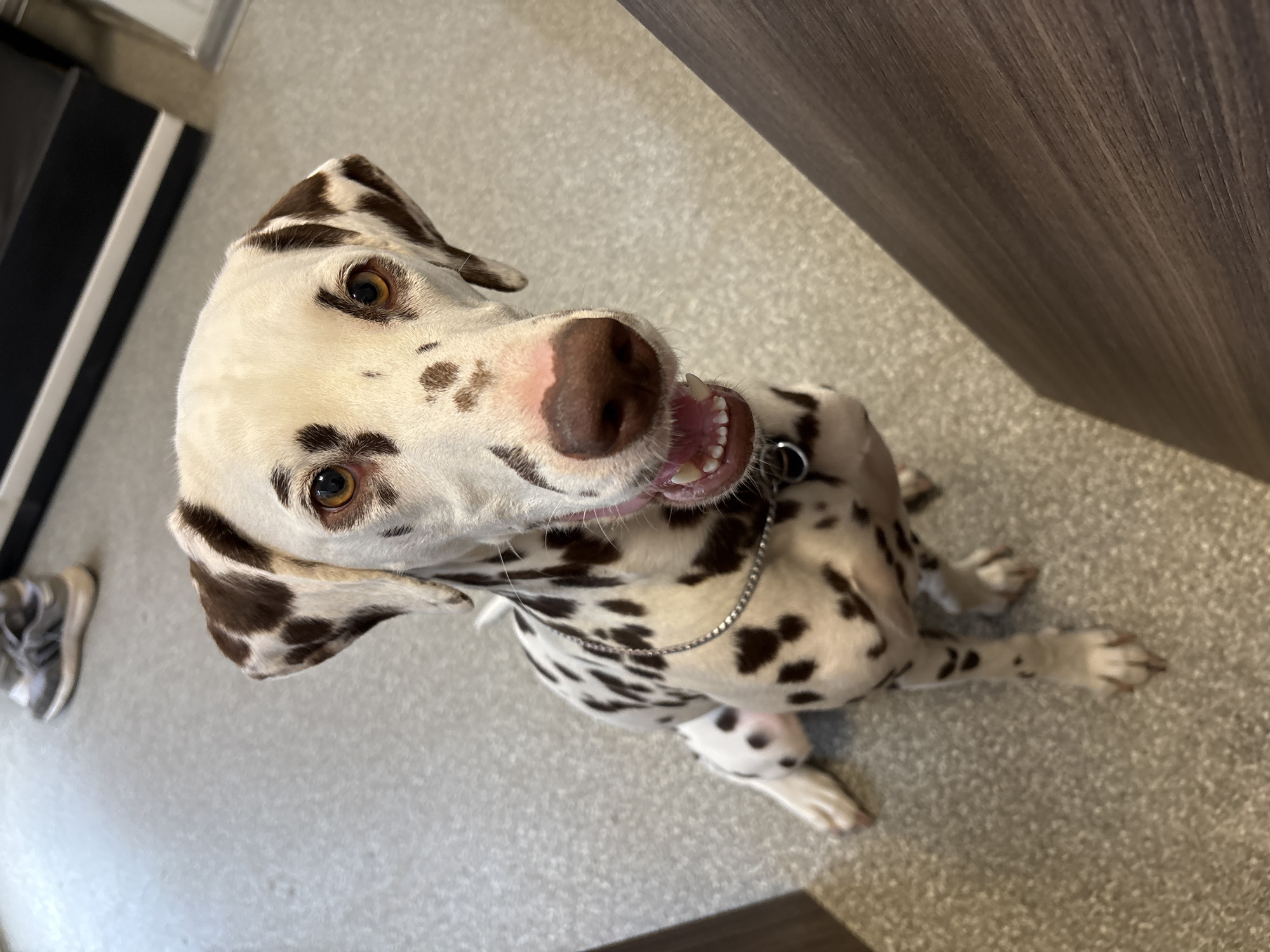 A tan and white Dalmatian dog with brown spots sits on a speckled, light-colored floor. The dog wears a silver chain collar, looks upward, and opens its mouth, revealing its teeth. The dog's head is positioned centrally in the frame, and its body is angled to the right. In the background, a grey and white shoe is visible on the left, and a dark wooden-like surface is on the upper right. The setting appears to be indoors. There is no evidence to identify the location as Elin Pelin, Bulgaria.