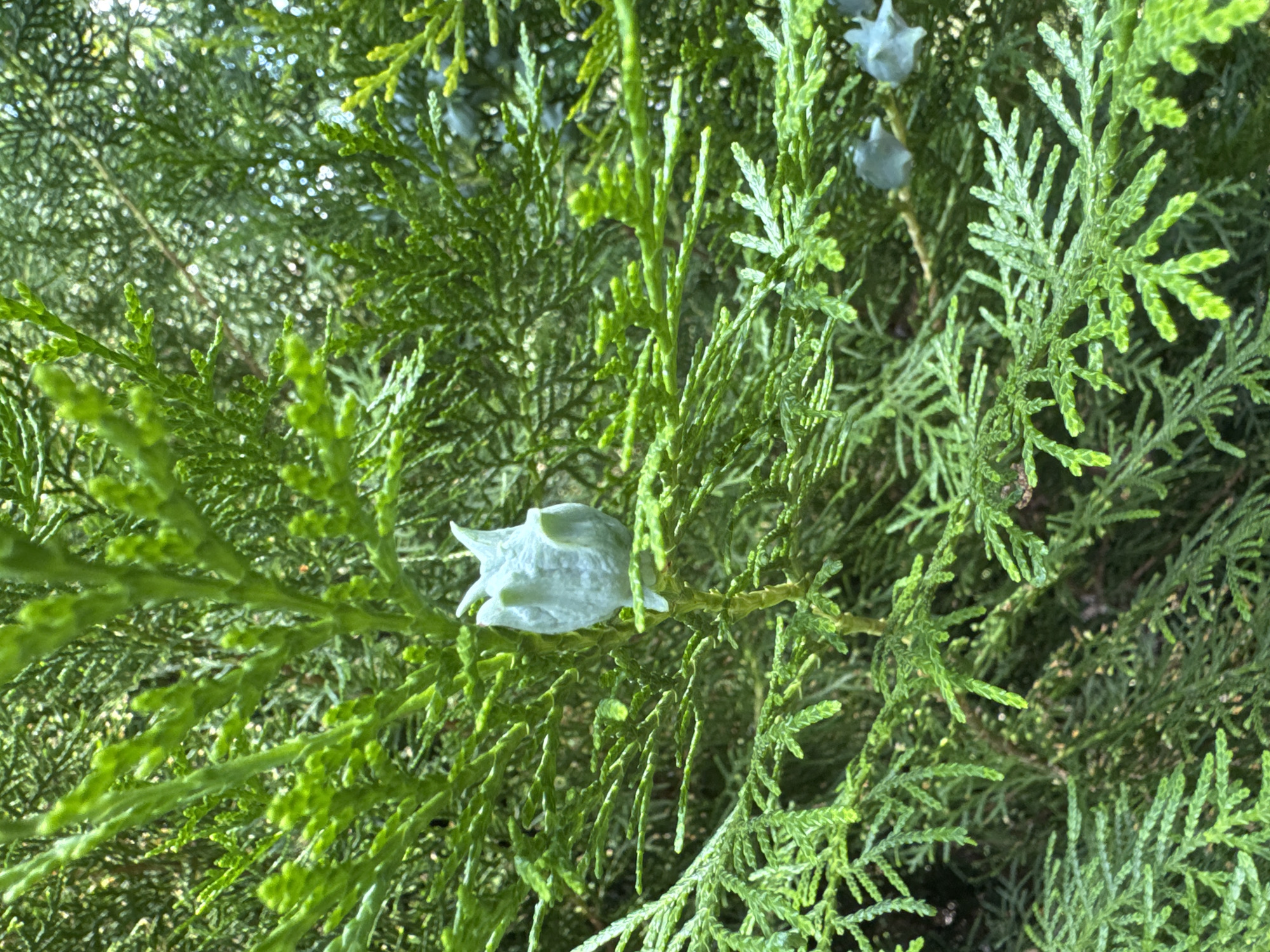 The image is a close-up of a coniferous tree branch with vibrant green foliage. A single, pale blue, cone-shaped seed pod is prominently displayed in the center of the frame, attached to a thin stem. Other similar seed pods are visible in the background, also appearing pale blue. The background is blurred, showcasing the dense, layered texture of the tree's needles and branches, with hints of sunlight filtering through. The image appears to have been taken outdoors, in a natural setting within the city of Rozdilna, Ukraine, likely in a park or garden. There are no people or animals visible in the image, and no apparent actions or interactions are taking place. The focus is solely on the botanical details of the tree.