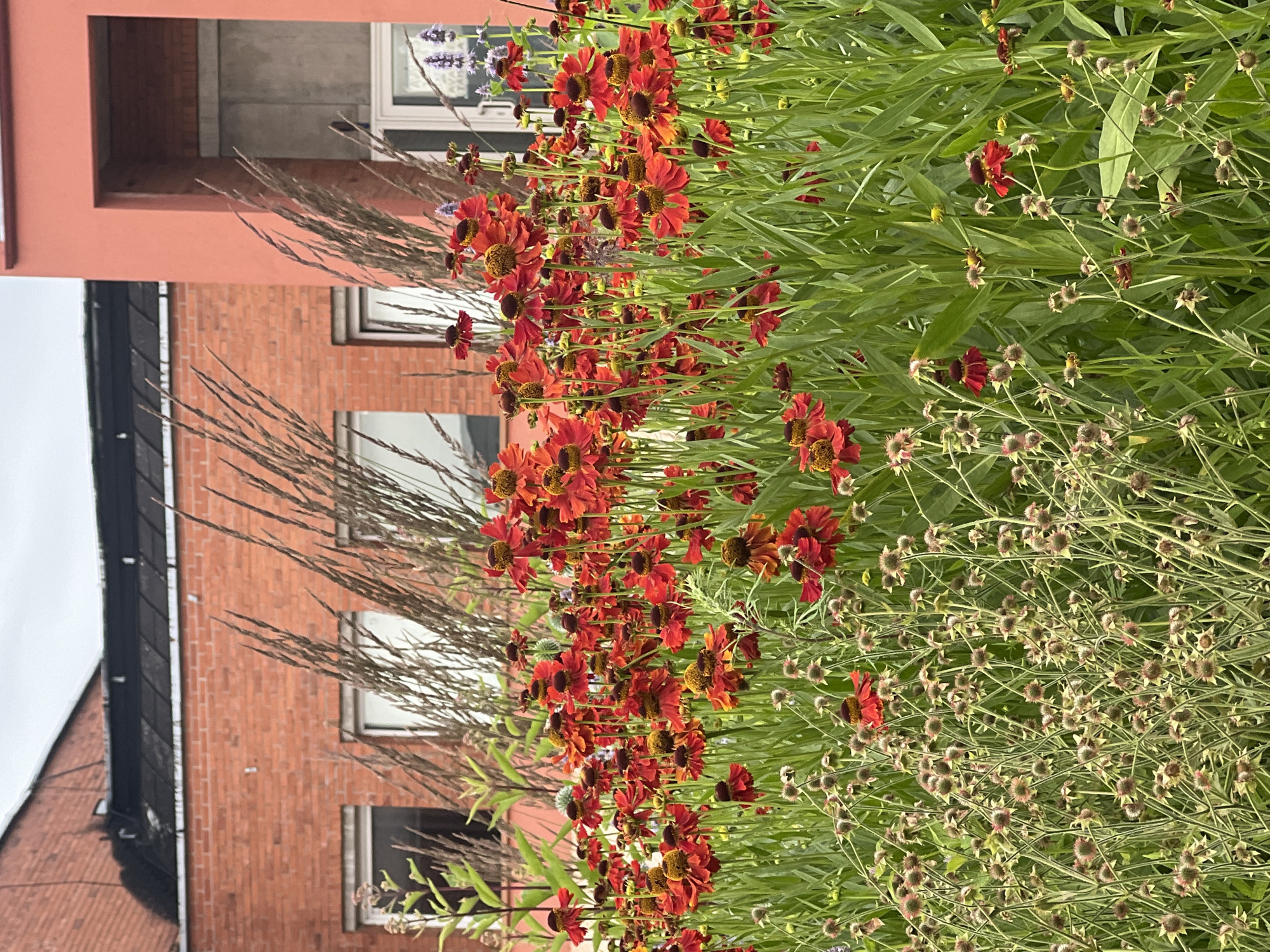 The image shows a close-up view of a flower bed with red and yellow flowers in the foreground, with a brick building and a salmon-colored building in the background. Tall, dry grass stalks are also visible throughout the scene. The red flowers are heleniums, with their characteristic daisy-like appearance and dark centers. Some of the flowers are in full bloom, while others are buds or spent blooms. The green foliage of the plants forms a lush backdrop for the flowers. The brick building in the background has several windows and a dark-colored roofline. The salmon-colored building has a modern architectural style with a large recessed entrance. The sky is overcast and appears to be cloudy. The overall impression is of a well-maintained garden area in an urban setting. The location is identified as Vilnius, Lithuania, and the specific location within Vilnius is the courtyard of the Vilnius University Library.