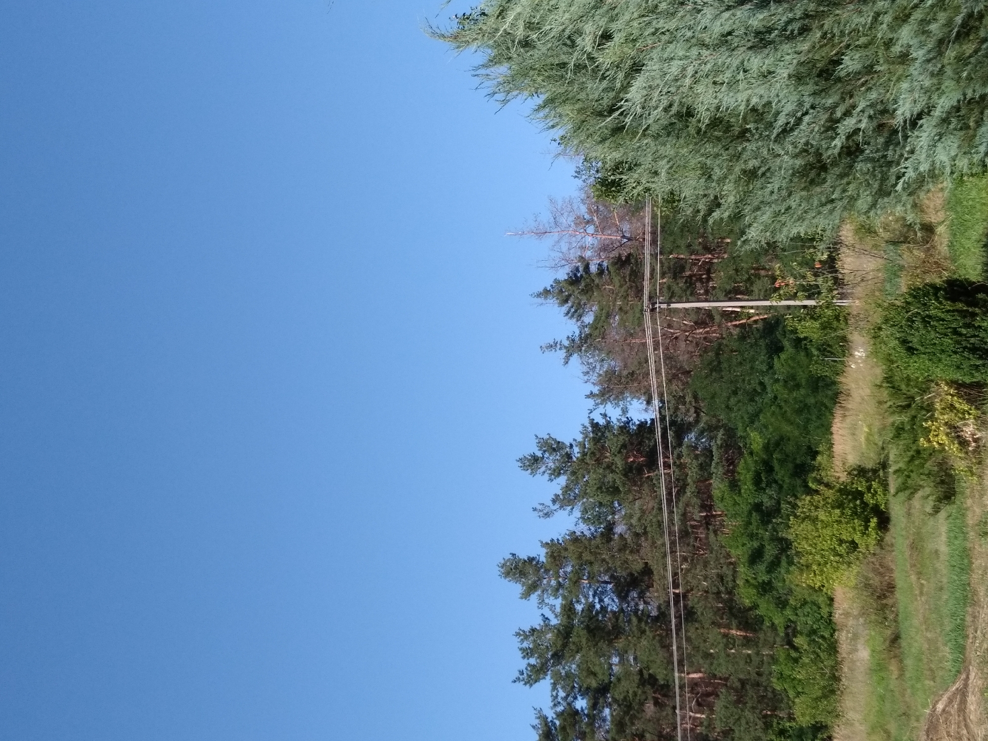 The image depicts a landscape scene dominated by a clear, bright blue sky. In the mid-ground, a dense line of evergreen trees, primarily pine trees, stretches horizontally across the frame. A few bare or dead trees are interspersed within the evergreen foliage, their branches stark against the green. Utility wires are visible running horizontally above the treeline. In the foreground, to the right, a large, feathery, light green conifer tree occupies a significant portion of the frame. To the left of this conifer, the ground is covered in grass and various low-lying green bushes. A single utility pole with wires is also visible in the mid-ground, to the left of center. The scene appears to be a natural or semi-natural environment, likely on the outskirts of the city of Radisne, Ukraine, given the presence of utility infrastructure alongside the woodland and vegetation. There are no people or animals visible in the image, and no specific actions or interactions are depicted.