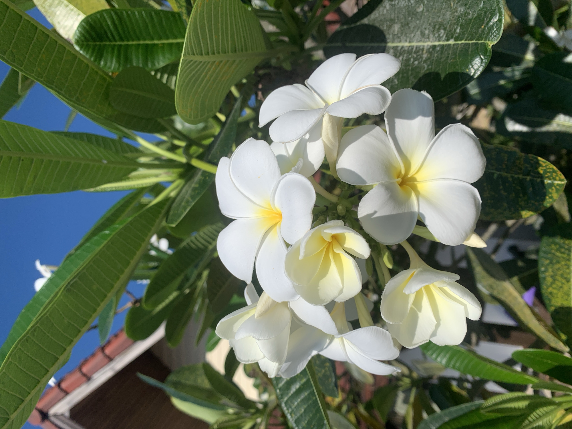 A close-up shows a cluster of white and yellow Plumeria flowers surrounded by green leaves against a backdrop of blue sky and a glimpse of a tiled roof, likely taken in the city of บ้านบางรักษ์, Thailand. The flowers are in various stages of bloom, some fully open and others still budding. The leaves are textured with distinct veins. A partial view of a building with a red tiled roof is visible in the lower left corner of the image.