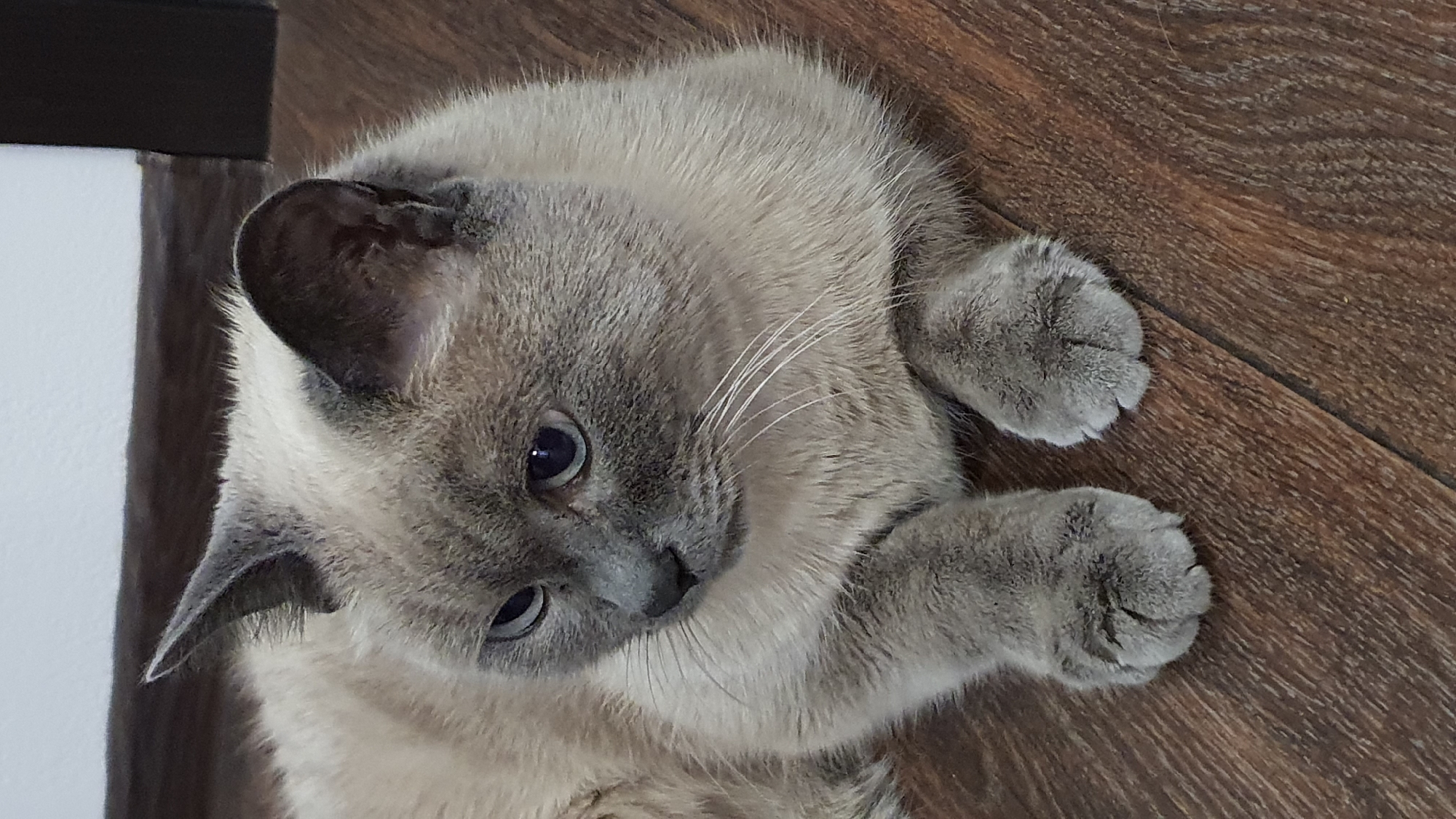 A lilac point Siamese cat is lying on a dark wood floor in a room. The cat is facing left, with its head tilted down and to the left. Its eyes are open and blue. The cat has gray fur on its face, ears, and paws, and lighter fur on its body. The background is out of focus, but appears to be a wall and a door frame. There is no specific information in the image to indicate a location in Krasnoyarsk, Russia.