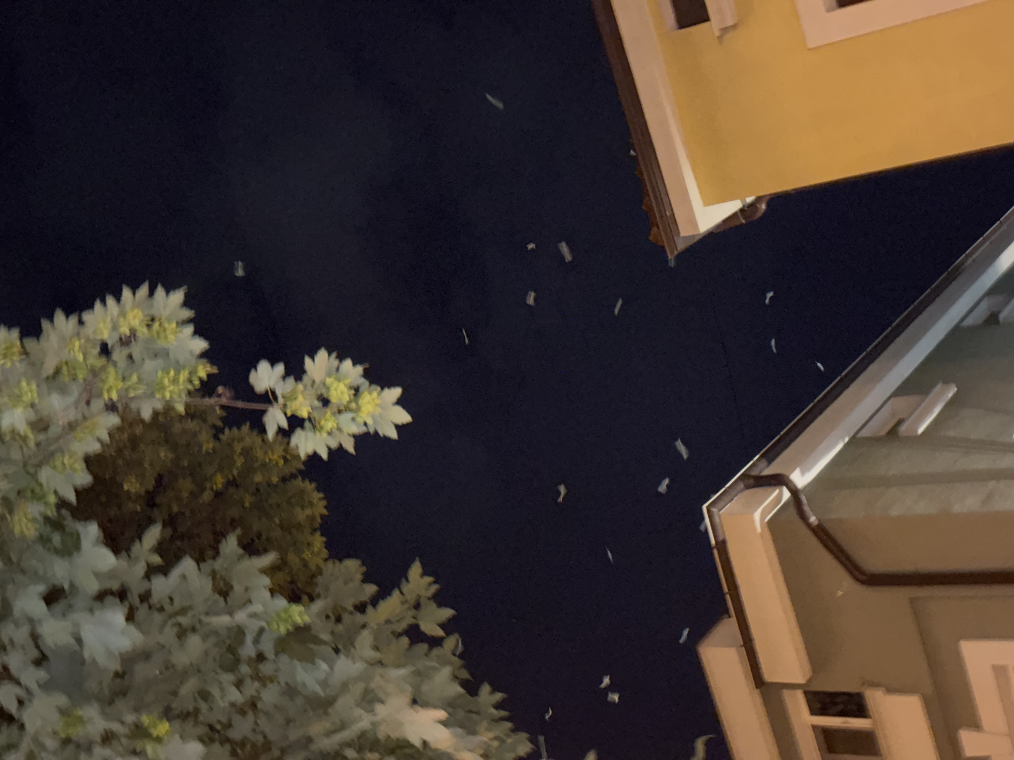 This is a night-time, low-angle photograph taken outdoors, likely in the Kapana creative district of Plovdiv, Bulgaria, as suggested by the architectural style of the buildings. The scene is dominated by a dark night sky with scattered white specks, which appear to be falling petals or confetti. In the upper left quadrant, there is a branch with light-colored leaves and clusters of small, pale yellow blossoms. Below this, to the left, is the corner of a light beige building with a dark brown gutter and white trim. To the right, a bright yellow building with white trim is visible, also featuring a dark brown gutter. The buildings suggest an urban environment. The overall impression is of a decorative event or natural phenomenon occurring at night within a city setting.