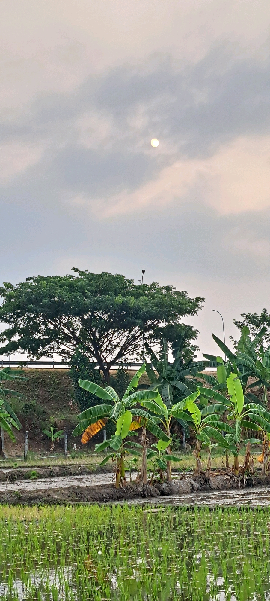 The image depicts a rural landscape in Wedoro, Indonesia, featuring a rice paddy in the foreground. The paddy is filled with young green rice stalks and water. Behind the paddy, a row of banana trees stands with their characteristic large, broad leaves. Further back, a large, leafy green tree dominates the midground, with its branches spread wide. A raised embankment, possibly a road or railway line, runs horizontally behind the large tree, with a metal railing visible on top. The sky above is overcast with soft, diffused sunlight filtering through the clouds, creating a serene atmosphere. The overall scene is one of natural beauty and agricultural activity.