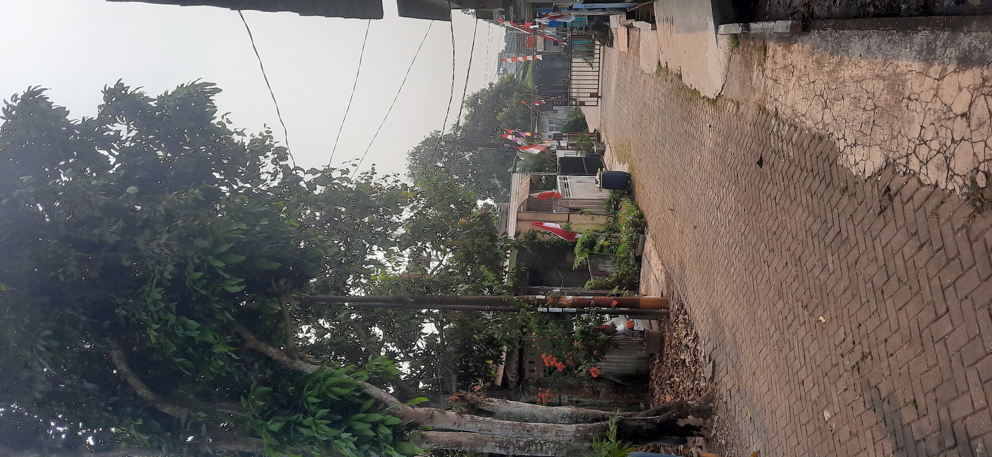 The image depicts a narrow, paved alleyway in Cisauk, Indonesia, likely a residential area. The alley is constructed from reddish-brown brick pavers laid in a herringbone pattern. On the left side of the alley, a large tree with a thick, textured trunk dominates the foreground, its branches laden with green leaves. Adjacent to the tree, a low corrugated metal fence borders a property. Several small Indonesian flags, red and white, are mounted on poles along the fence and further down the alley, suggesting a celebration or national holiday.
The alleyway leads to a metal gate, closed, at the far end. Buildings are visible on both sides of the alley. On the left, behind the fence and tree, are glimpses of simple structures. On the right, a building with a light-colored facade and an awning over an entrance is prominent, also adorned with Indonesian flags. A dark blue cylindrical bin stands near the entrance of this building. Beyond the gate, more buildings and trees are faintly visible.
The sky is overcast and appears hazy. The ground on the right side of the alley, bordering the building, is cracked and weathered concrete. Scattered leaves are present on the paved surface and at the base of the tree. The overall impression is of a modest, lived-in urban environment.