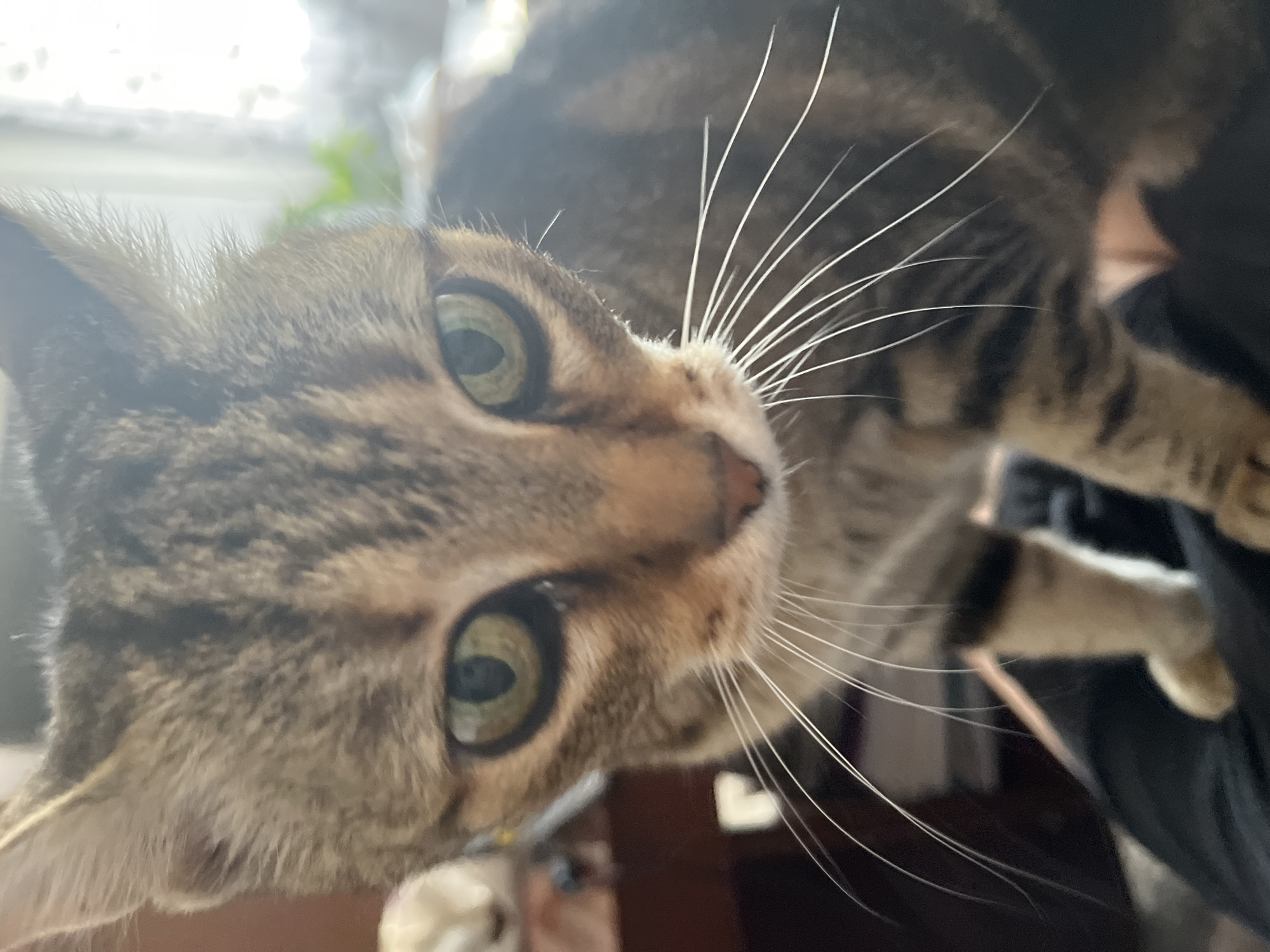 A close-up, low-angle shot shows a tabby cat's face. The cat has green eyes and prominent white whiskers. The background is blurred, with hints of indoor furniture and curtains suggesting an indoor setting. The image does not provide any information that would allow for determining its location in the city of Ruse, Bulgaria.