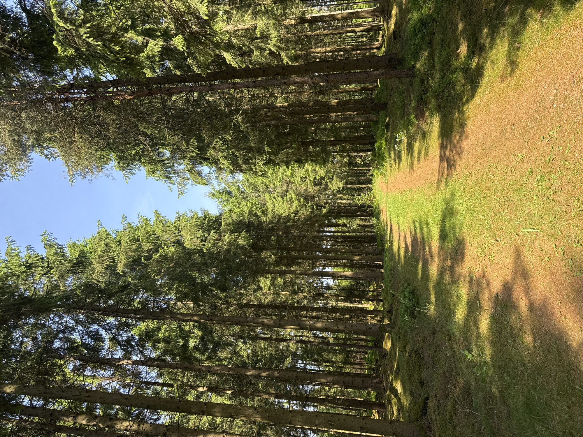 The image displays a serene forest path in Vessigebro, Sweden, stretching into the distance under a canopy of tall trees. The scene is dominated by numerous slender, coniferous trees, likely spruces or firs, with dense green needles, forming a natural corridor. These trees line both sides of a well-defined, light brown dirt or gravel path that appears inviting for a walk or hike.
The ground cover consists of lush green grass and patches of darker forest undergrowth on either side of the pathway. Sunlight filters through the dense foliage, creating distinct patterns of light and shadow across the path and the grassy areas, indicating a bright, clear day. A segment of clear blue sky is visible in the upper left portion of the image, breaking through the overhead branches. The overall impression is one of tranquility and natural beauty, characteristic of a secluded woodland trail.
The time of day appears to be late morning or early afternoon, suggested by the angle of the sunlight and the clear, blue sky. The weather is fair and sunny. No people, animals, or man-made objects are visible within the frame, emphasizing the natural and untouched quality of the environment. There is no visible text.