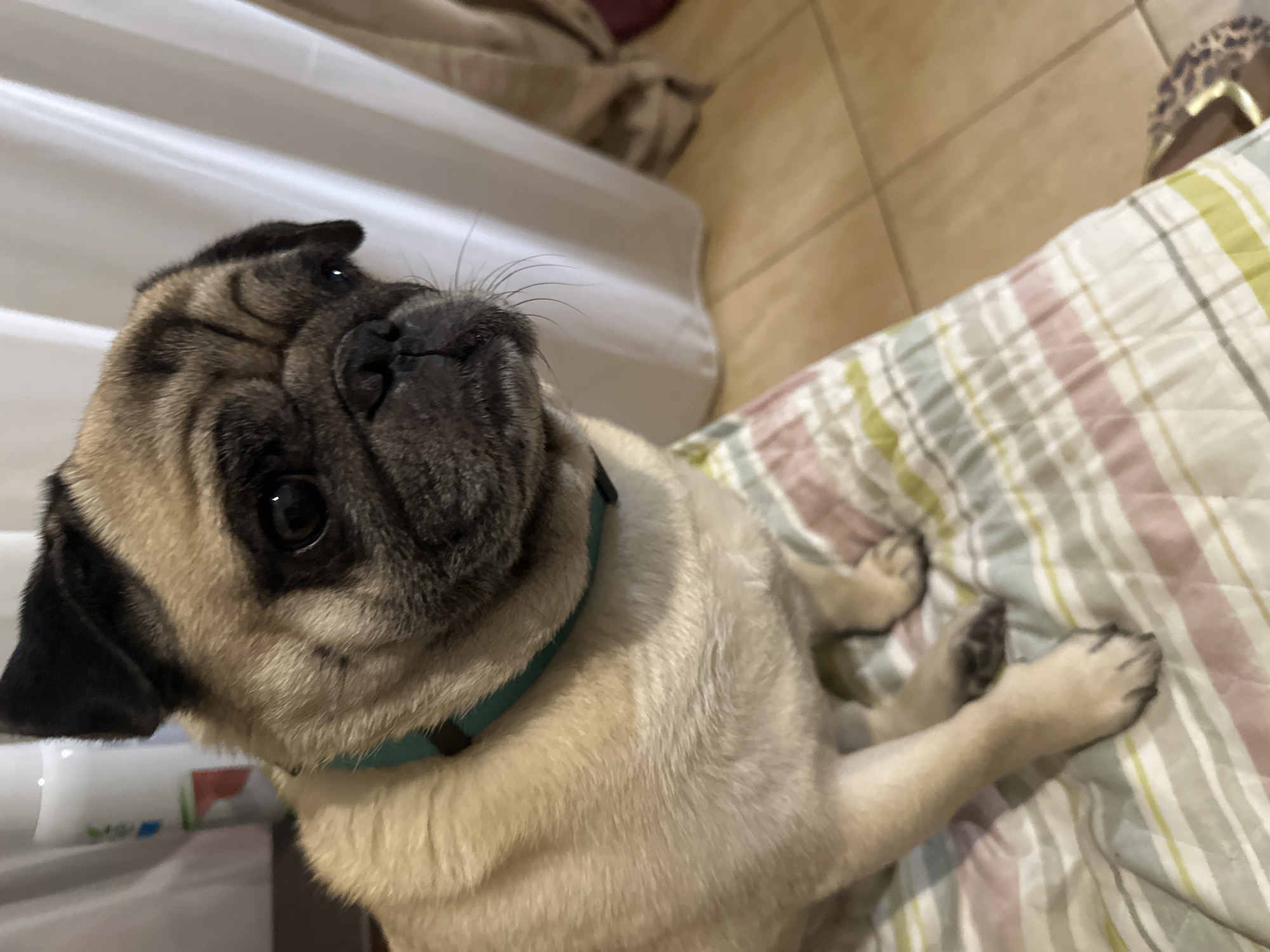 A pug dog is sitting on a striped blanket. The dog is fawn colored with a black mask and ears. It is wearing a teal collar. The background is blurry but appears to be a room with white curtains and tiled flooring. The image was taken in the city of Mirny, Russia.