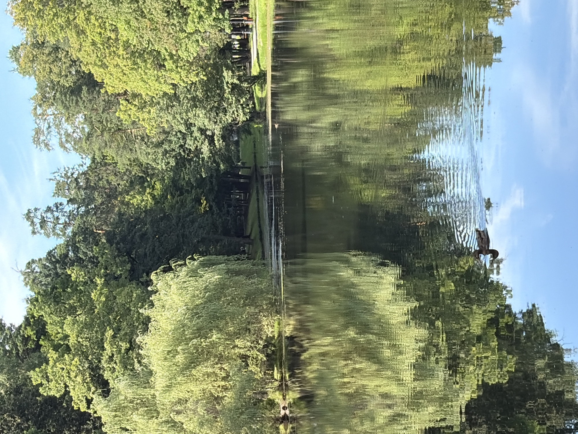 The image depicts a serene lake in a park, likely in Krasnogorsk, Russia, given the context. Lush green trees, including a prominent weeping willow on the left, line the banks of the lake. Their reflections are clearly visible on the calm surface of the water. A single duck is swimming in the middle right of the lake, creating small ripples. The sky above is blue with a few wispy clouds. The overall scene conveys a peaceful, natural environment within an urban setting.