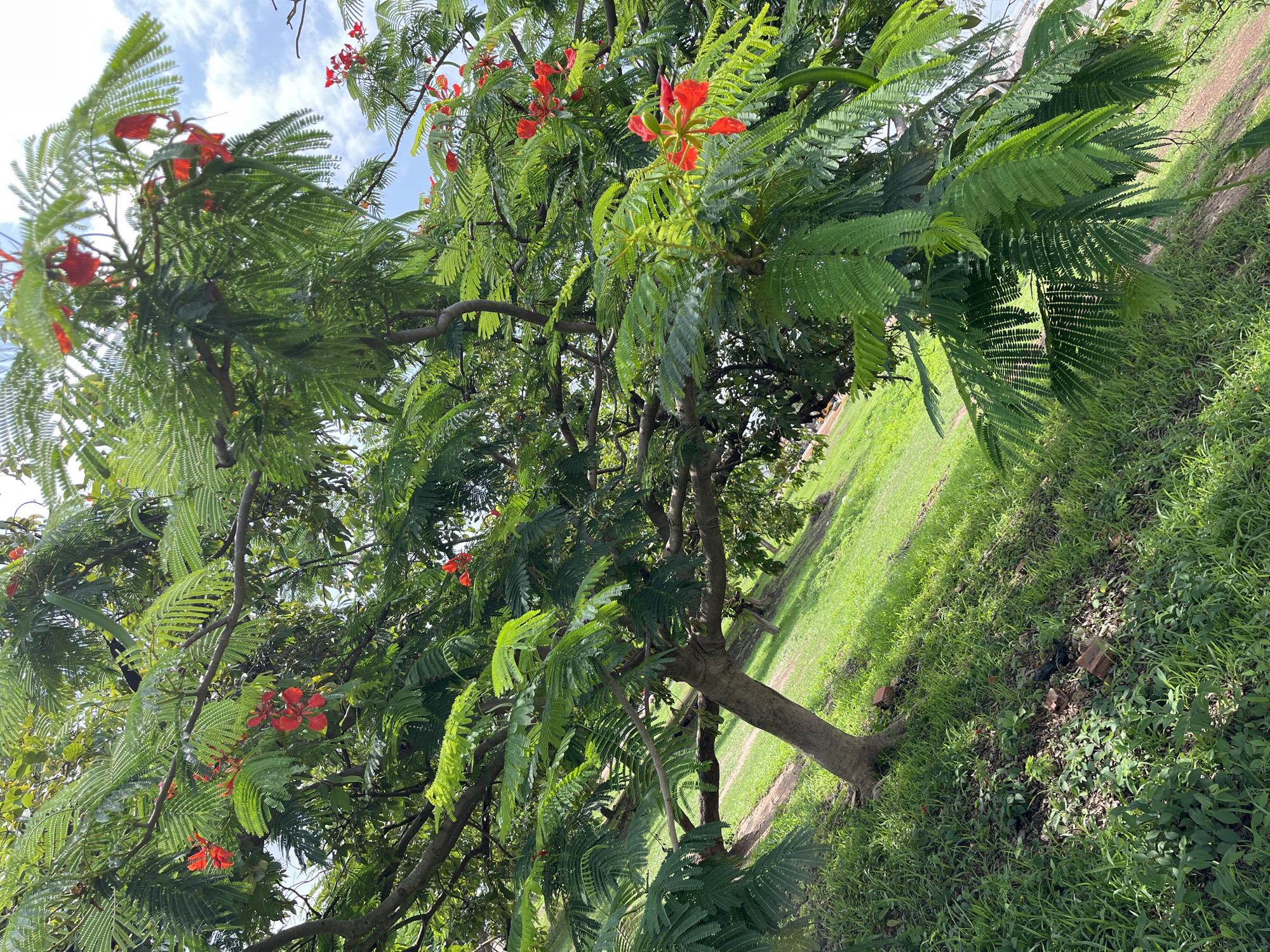 The image captures a vibrant tree with bright red flowers and lush green, feathery leaves, characteristic of the Royal Poinciana tree. The tree is set against a backdrop of a bright, cloudy sky. The foreground is dominated by the tree's branches and foliage, with its trunk visible on the right side. The ground beneath the tree is covered in green grass and some scattered reddish-brown bricks. A dirt path or track is visible to the right of the tree, winding through the grassy area, suggesting an outdoor, possibly park-like setting. The sunlight filtering through the leaves indicates it is daytime, likely mid-morning or afternoon. The overall impression is one of a peaceful, natural environment, possibly in a tropical or subtropical location given the presence of the Royal Poinciana. The scene is likely Katcha, Nigeria, as indicated by the location context. There is no visible text in the image. The image focuses entirely on the natural elements of the scene, conveying a sense of natural beauty and tranquility.