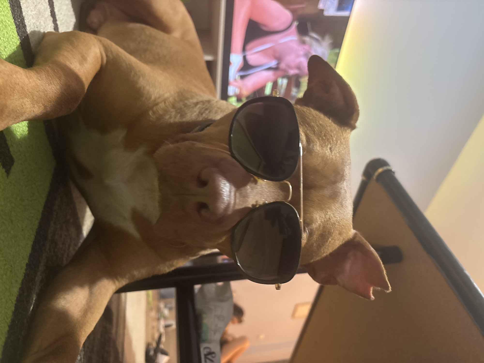 A tan dog wearing sunglasses is lying on its back on a striped surface. In the background are a television showing a person, and furniture. The location is not discernable.